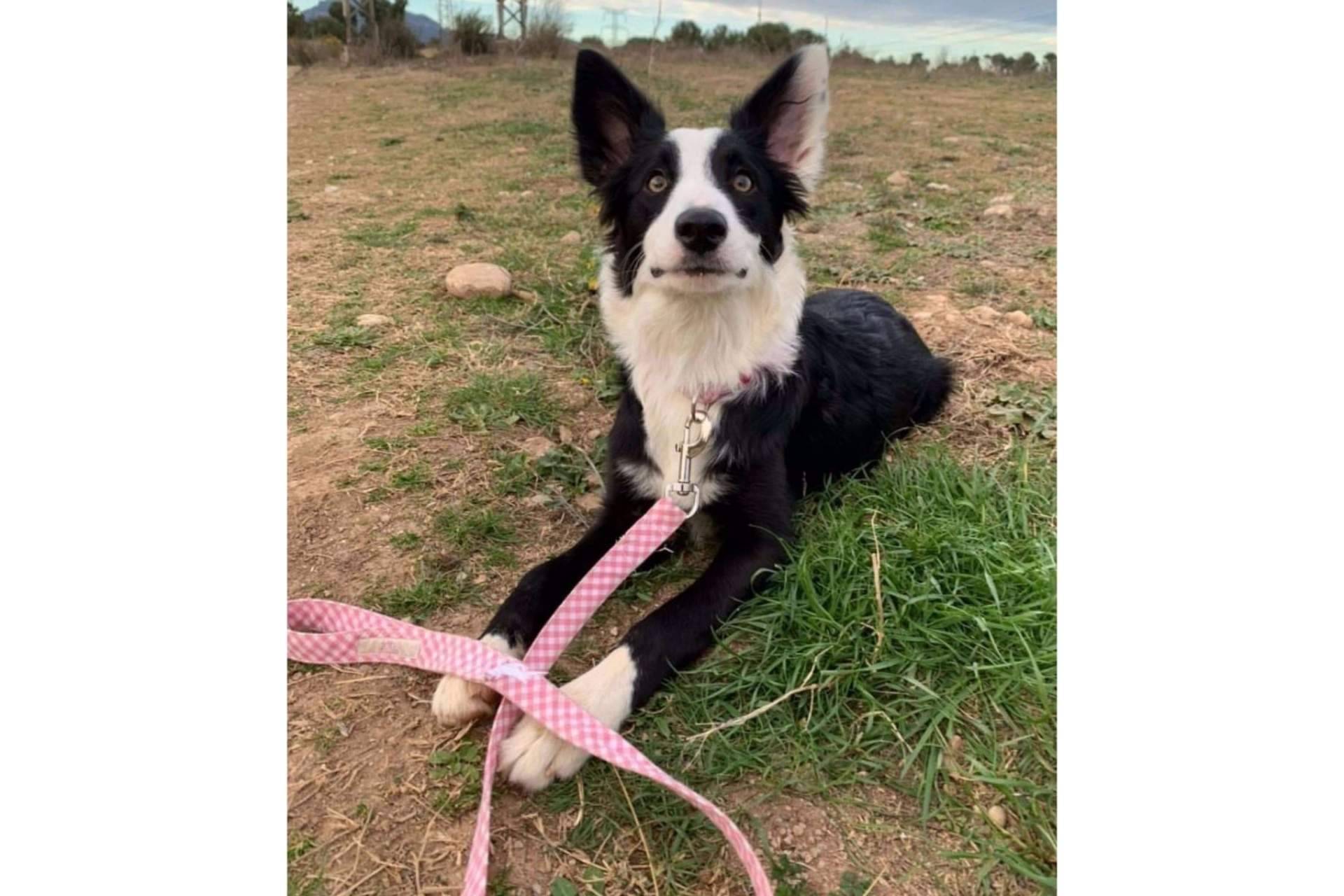 La nueva tendencia de los accesorios para mascotas de la mano de Izaladog