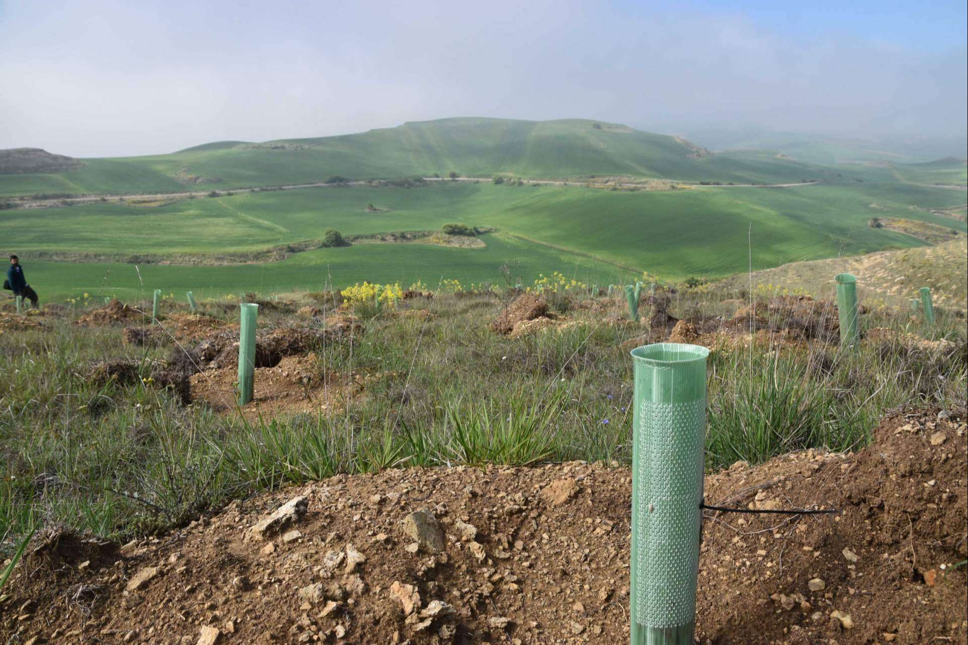 Gracias a una plantación forestal en Burgos, Solaria compensa más de 400 toneladas de CO2