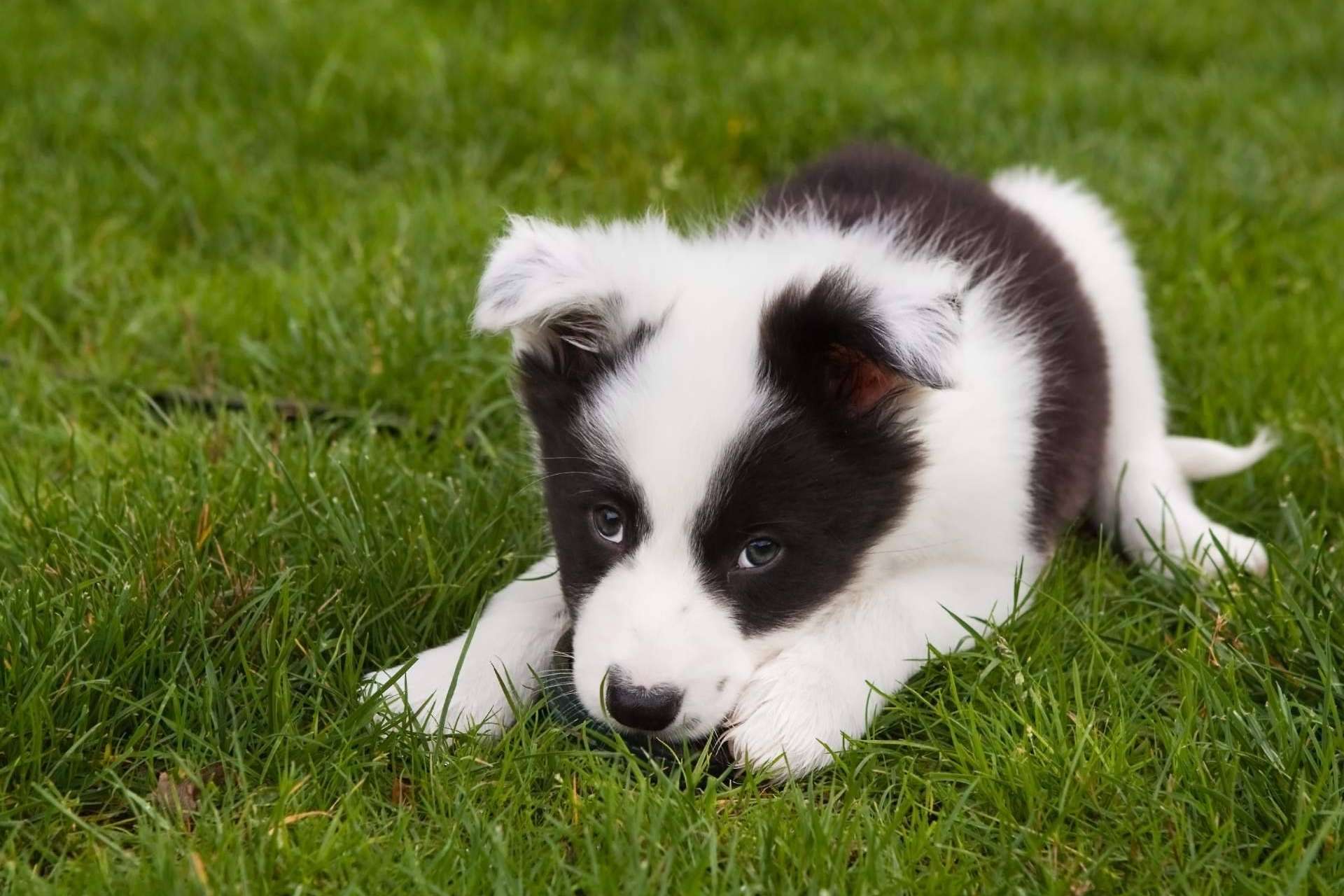 La importancia de adquirir un cachorro sano en un lugar de confianza y con años de experiencia como Tienda Cachorro