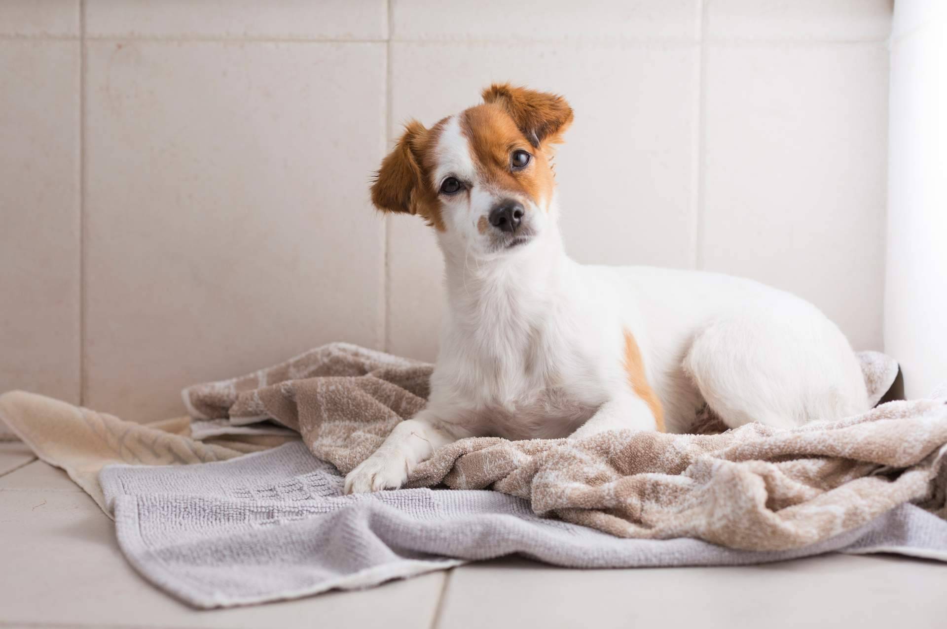Cuidar el pelo de las mascotas con champús especiales
