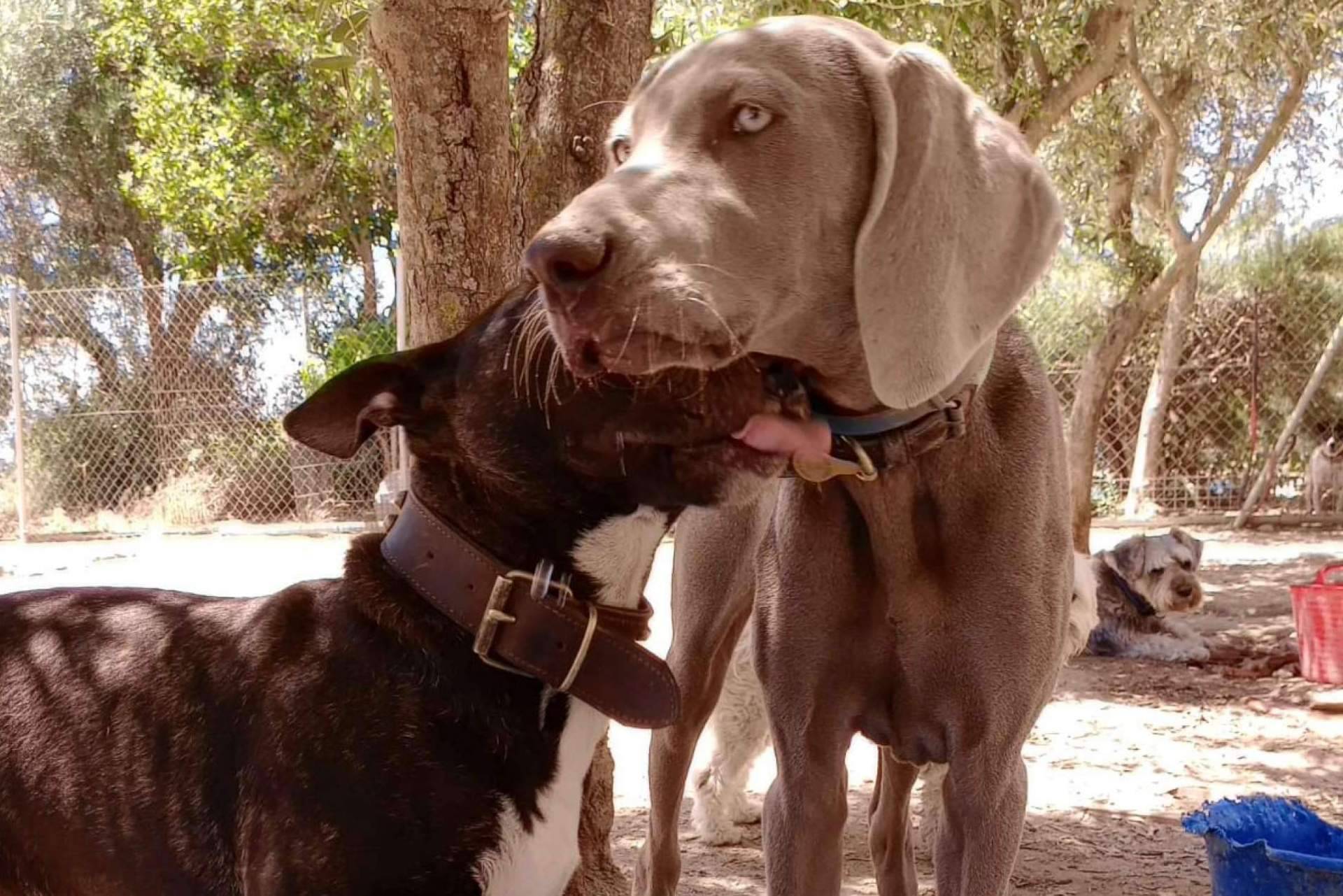 La guardería de perros PERROBUENO organiza un campamento de verano para perros