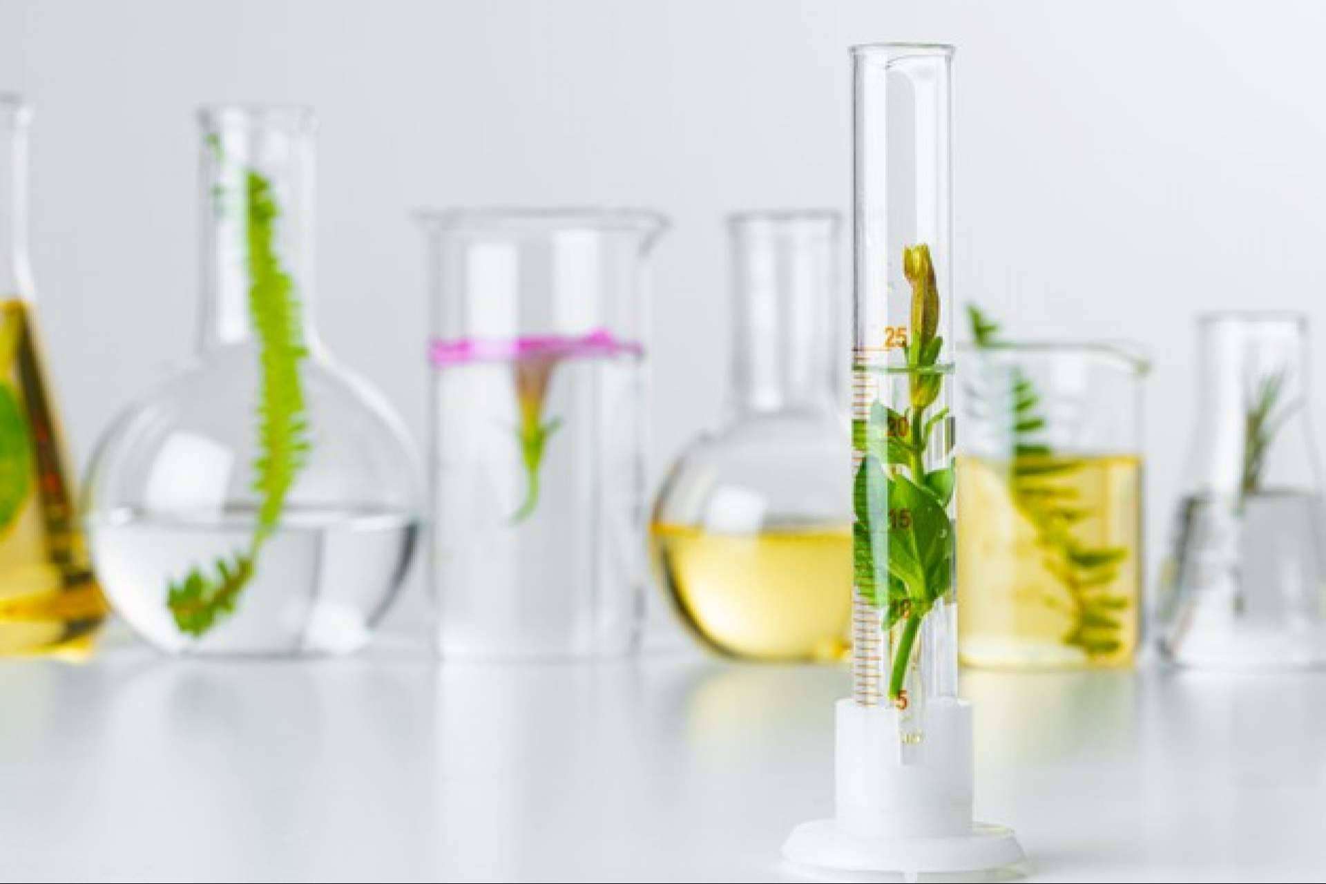 Los medicamentos herbolarios de Soria Natural México