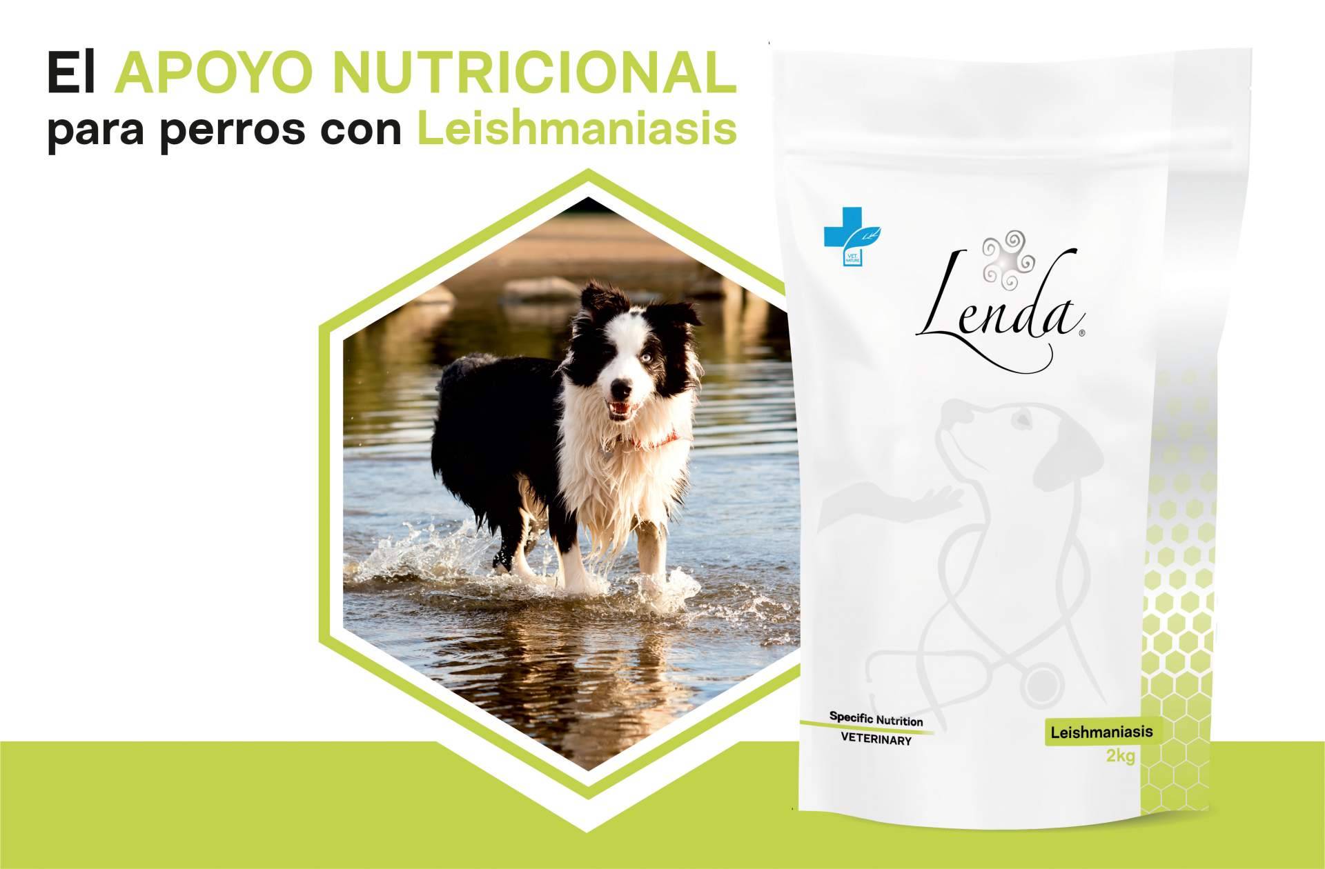 ¿Cuáles son los síntomas de la leishmaniasis en perros y cómo se puede prevenir?