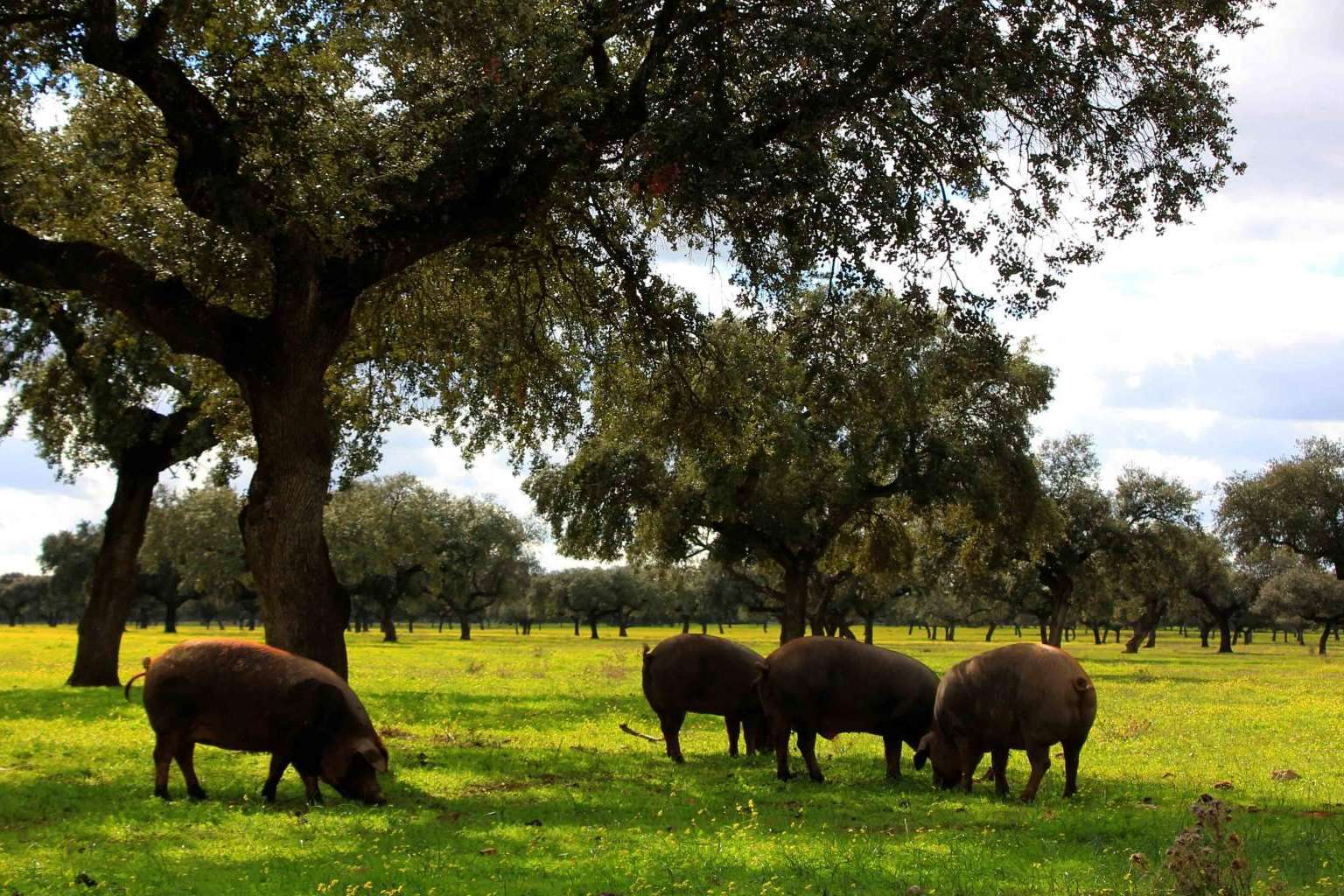 Encontrar jamón de bellota de calidad en País de Quercus