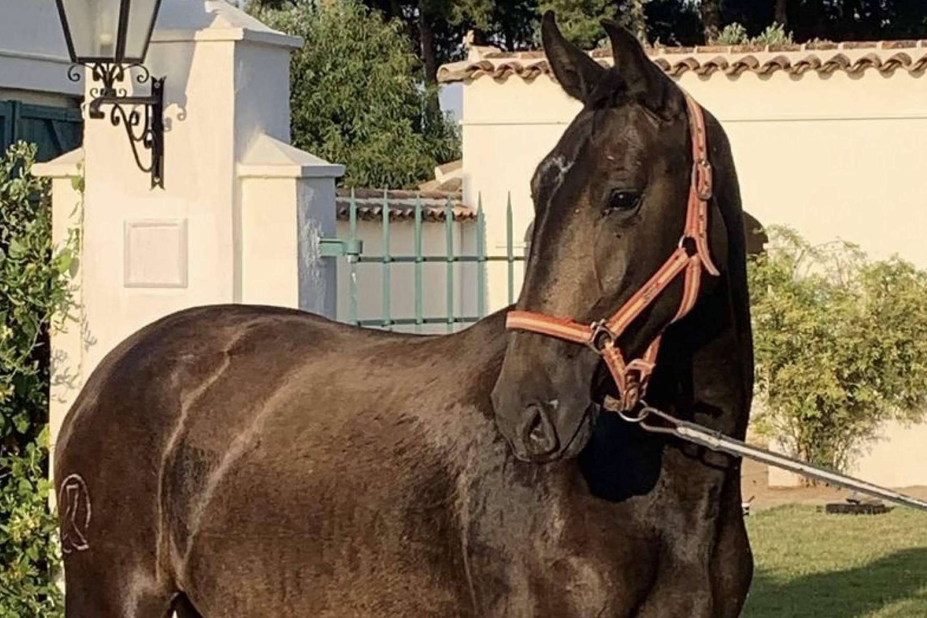 Venta de caballos sementales de pura raza española, de la mano de Yeguada La Pajarita