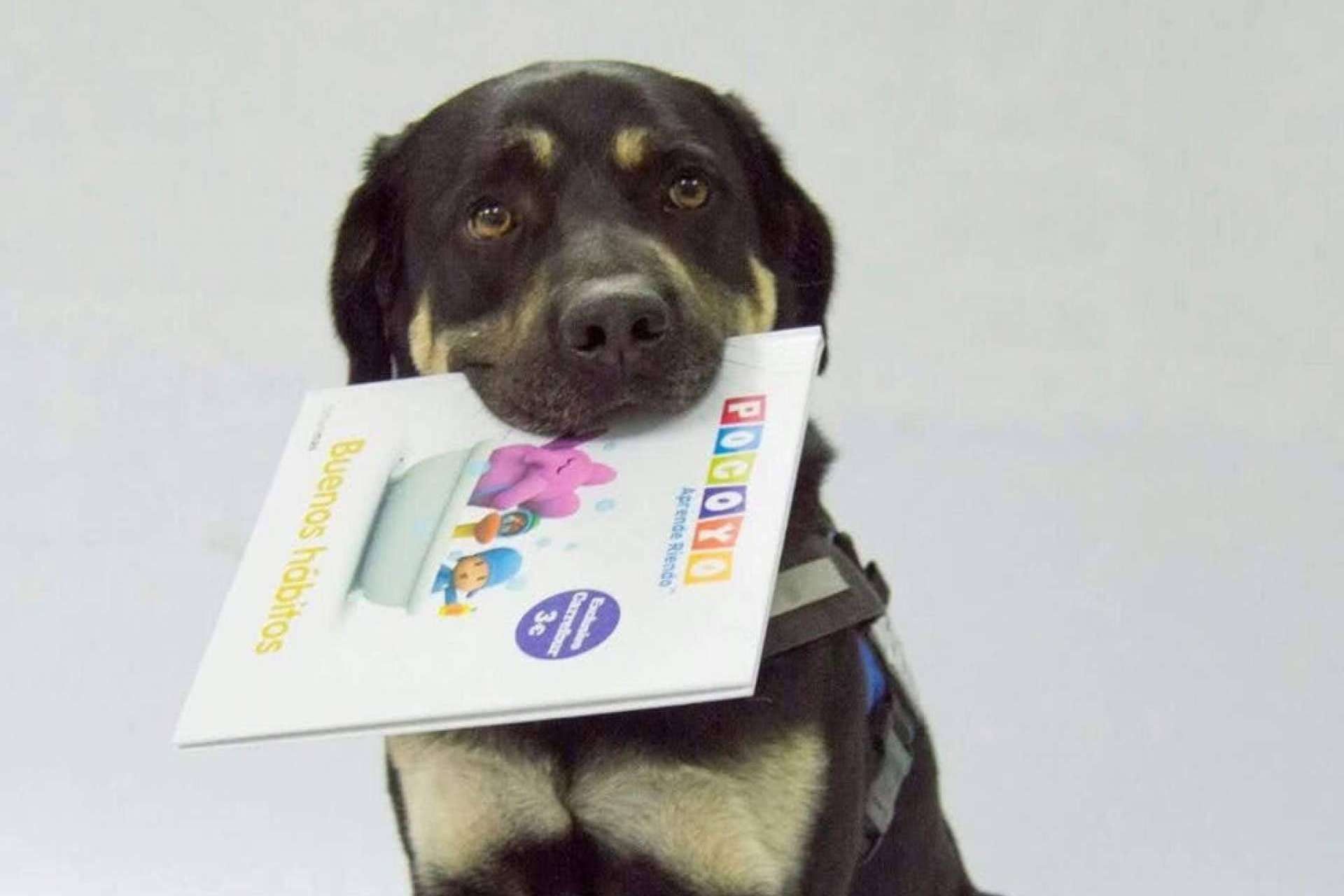 ¿Cómo pueden ayudar los perros de asistencia a incentivar la lectura?