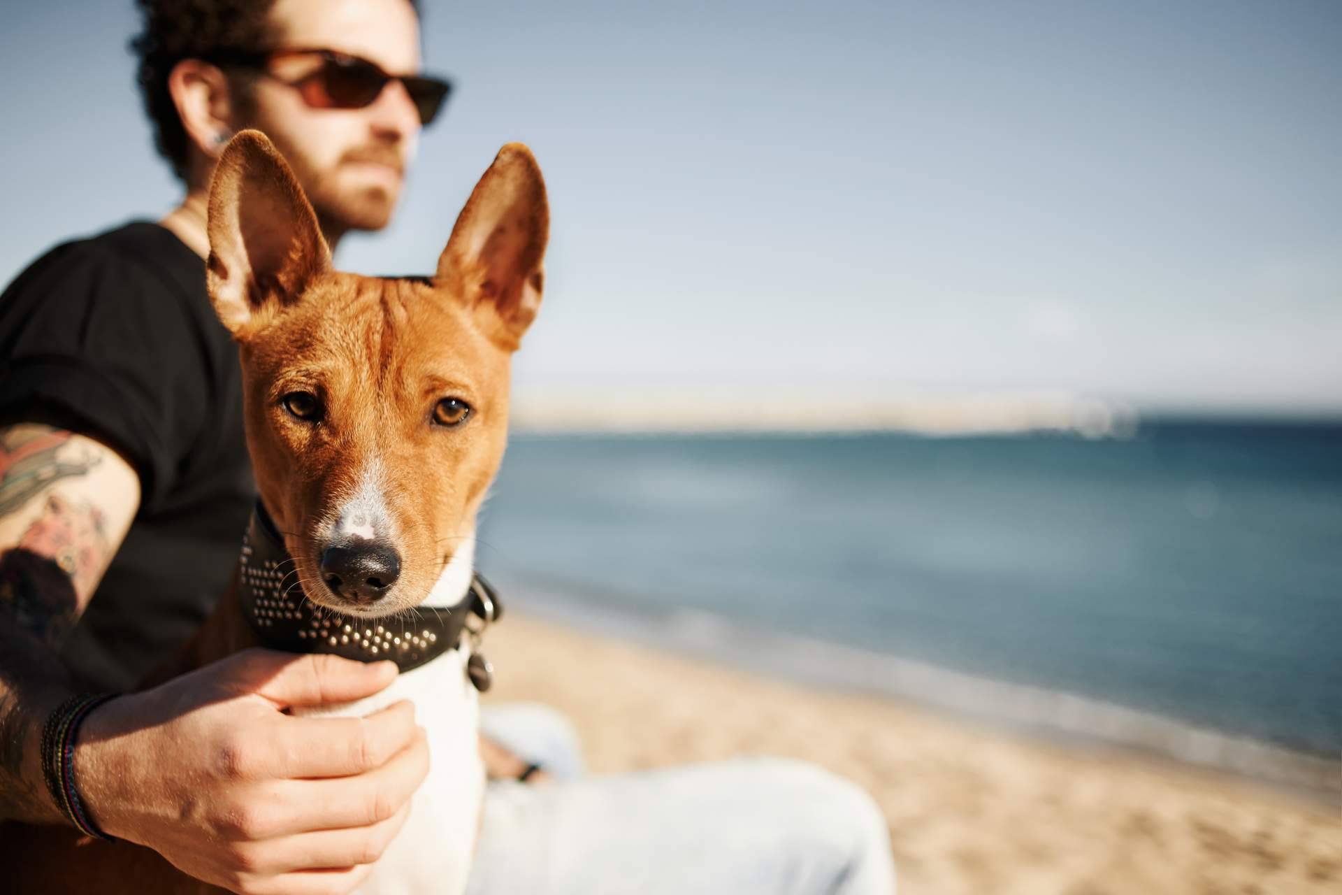 Adoptar perros en verano, una forma para evitar que las protectoras colapsen