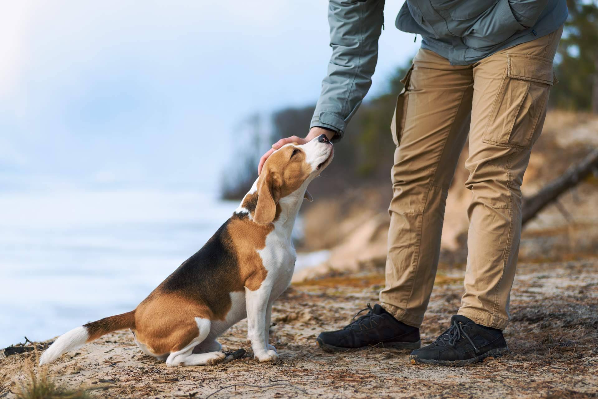 Trabajar el comportamiento de los animales de compañía con refuerzo positivo, con Antrozoología