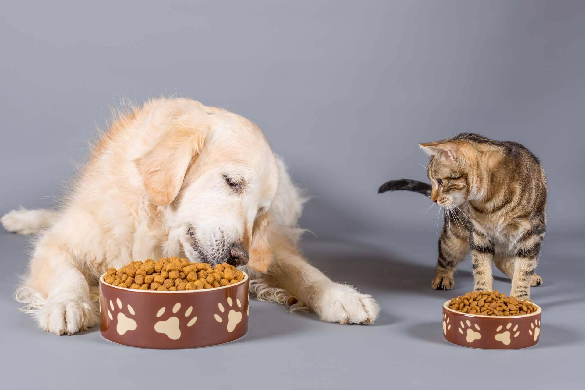 ¿Dónde comprar comida para mascotas? Pixi Mascotas