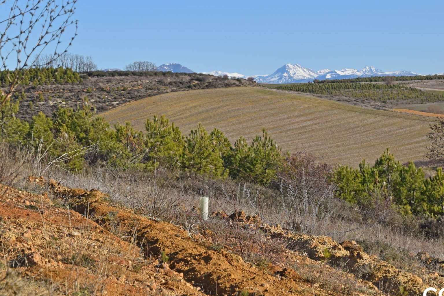 El papel de los bosques en la absorción de CO2