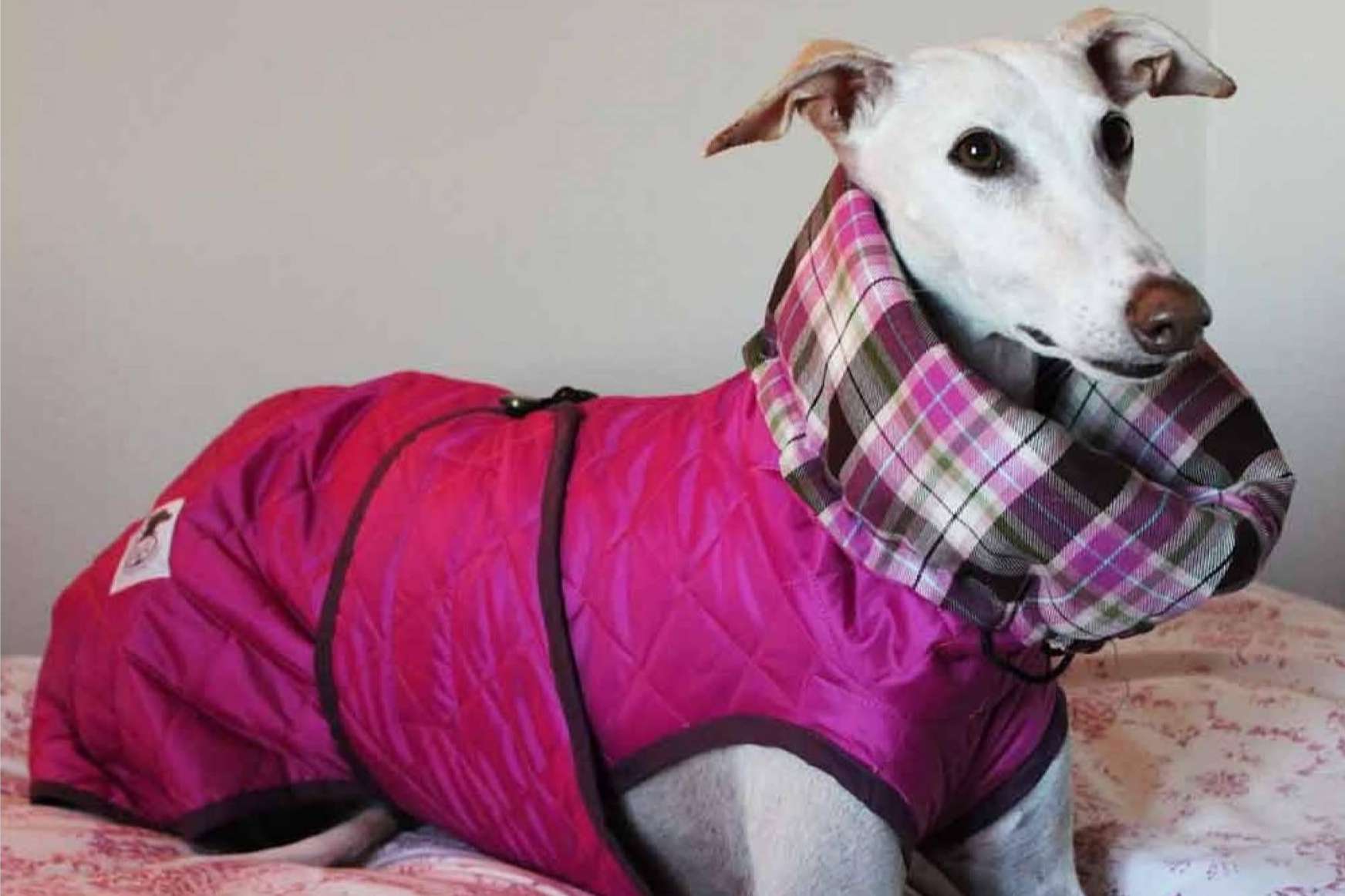 Accesorios y ropa para galgo, en Lucas & Lola