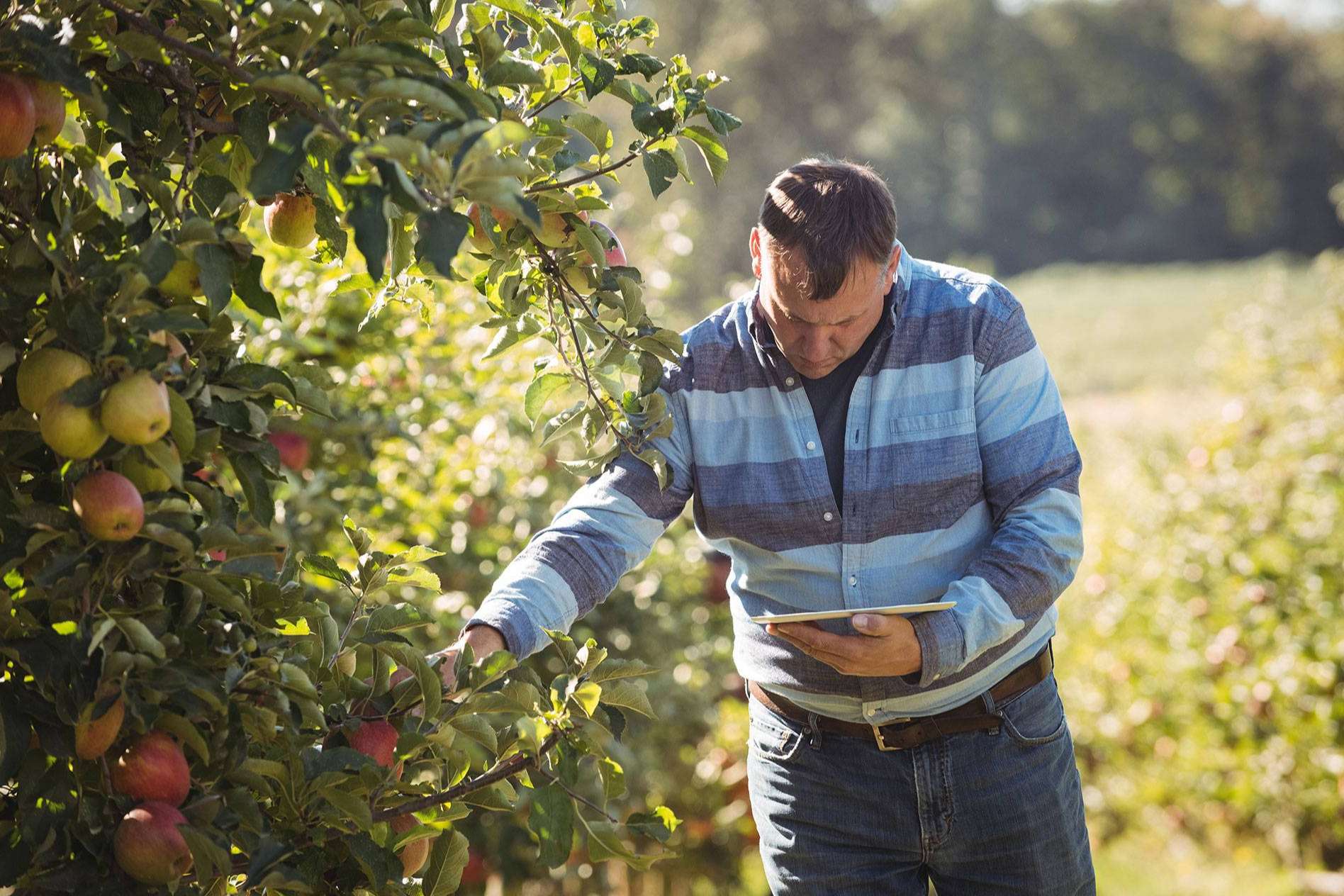 Certitec lanza su ERP Agropecuario para potenciar el sector agrícola