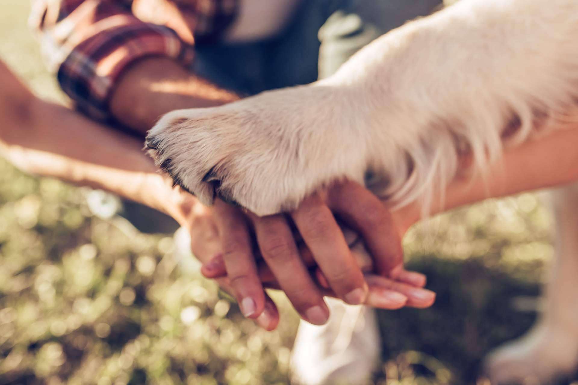 La ciencia descubre que para mejorar la convivencia con los animales de compañía es esencial entender su comportamiento