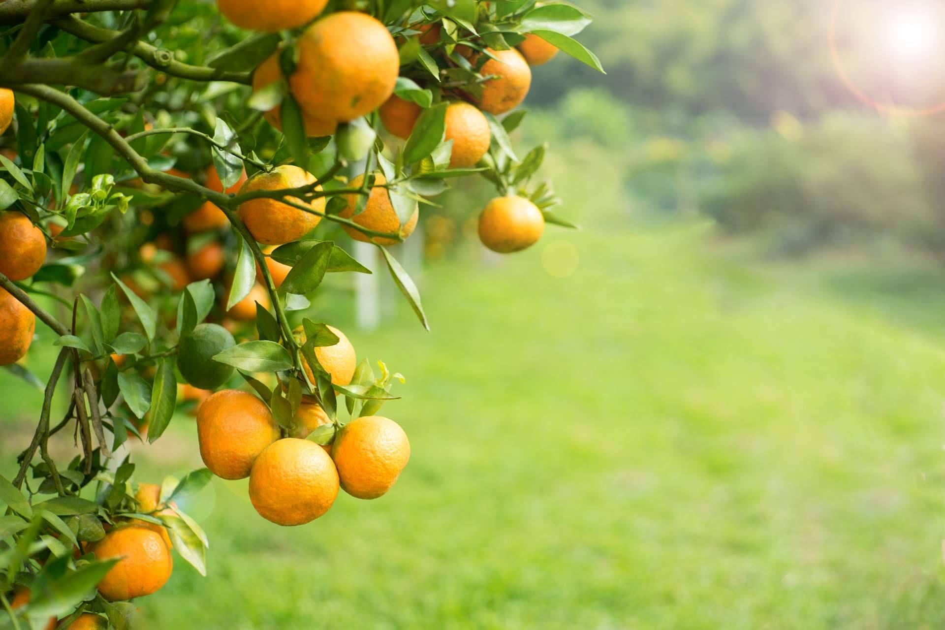 Recetas con naranja, de la mano de la fruta fresca de Sabor a Naranjas