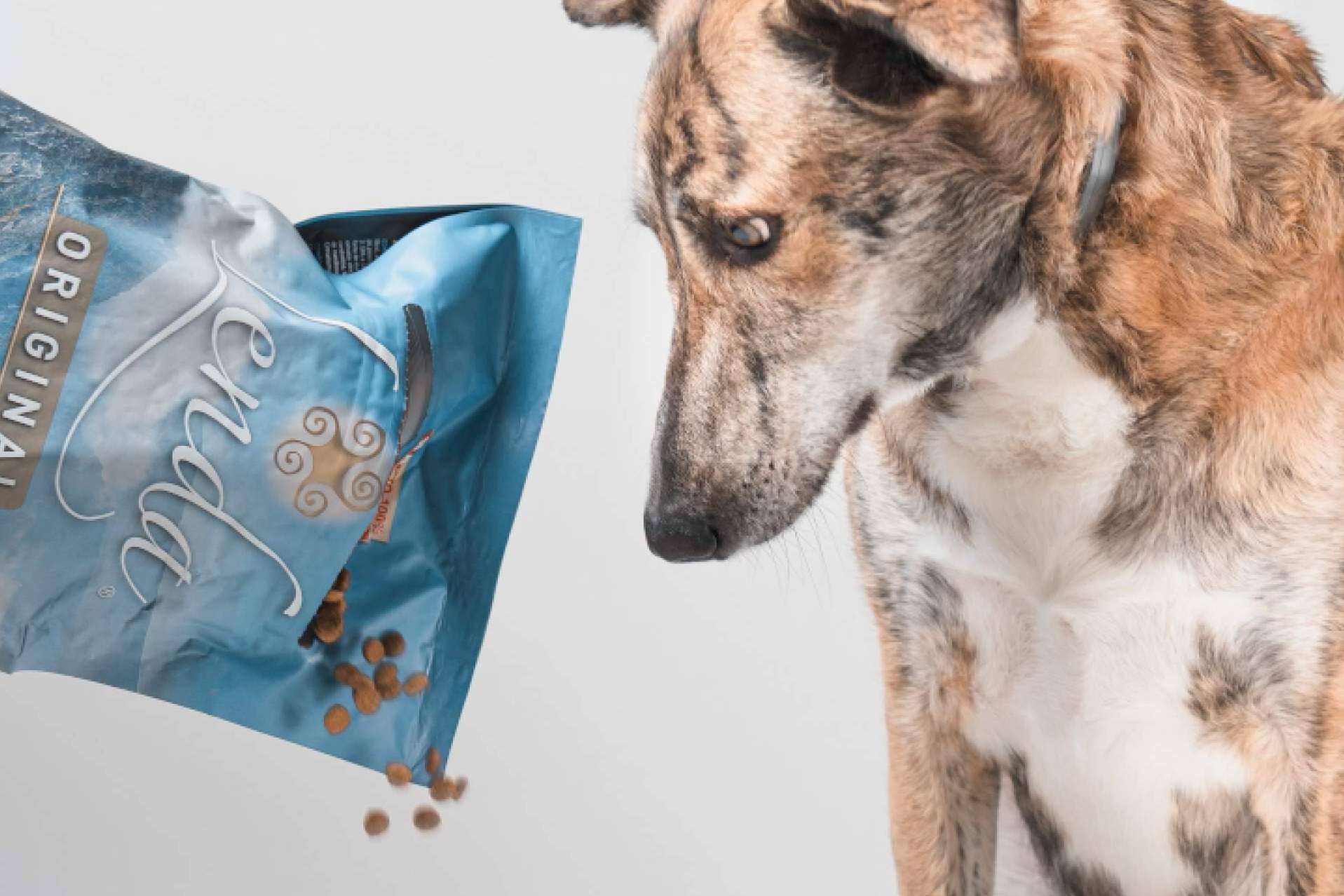 ¿Por qué elegir a Lenda para la alimentación de las mascotas?