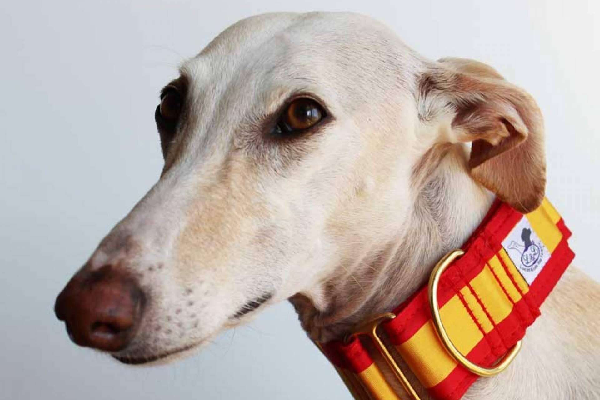 La parafarmacia Lucas & Lola vende accesorios exclusivos para mascotas