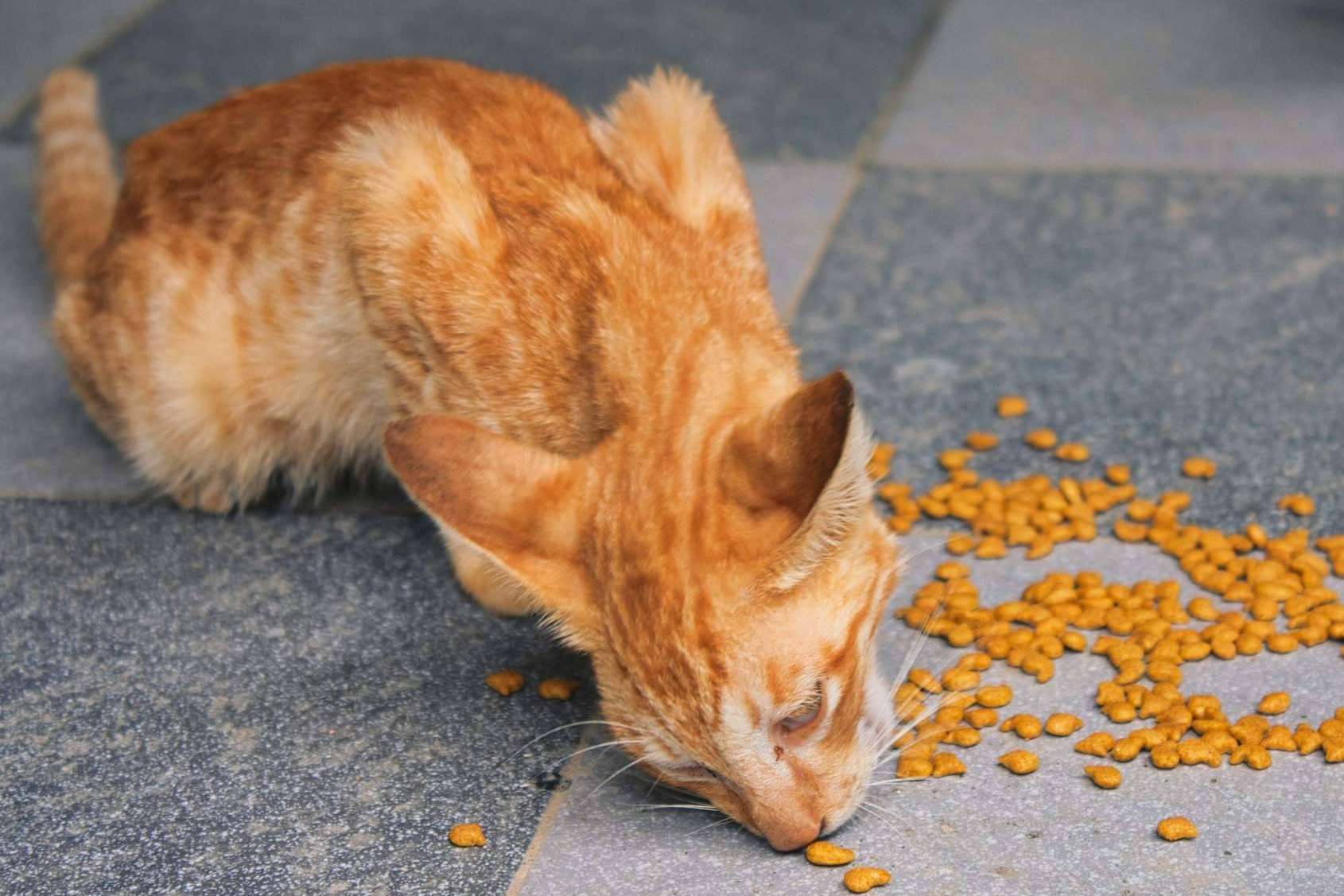 Piensos para gatos que garantizan una vida saludable del animal