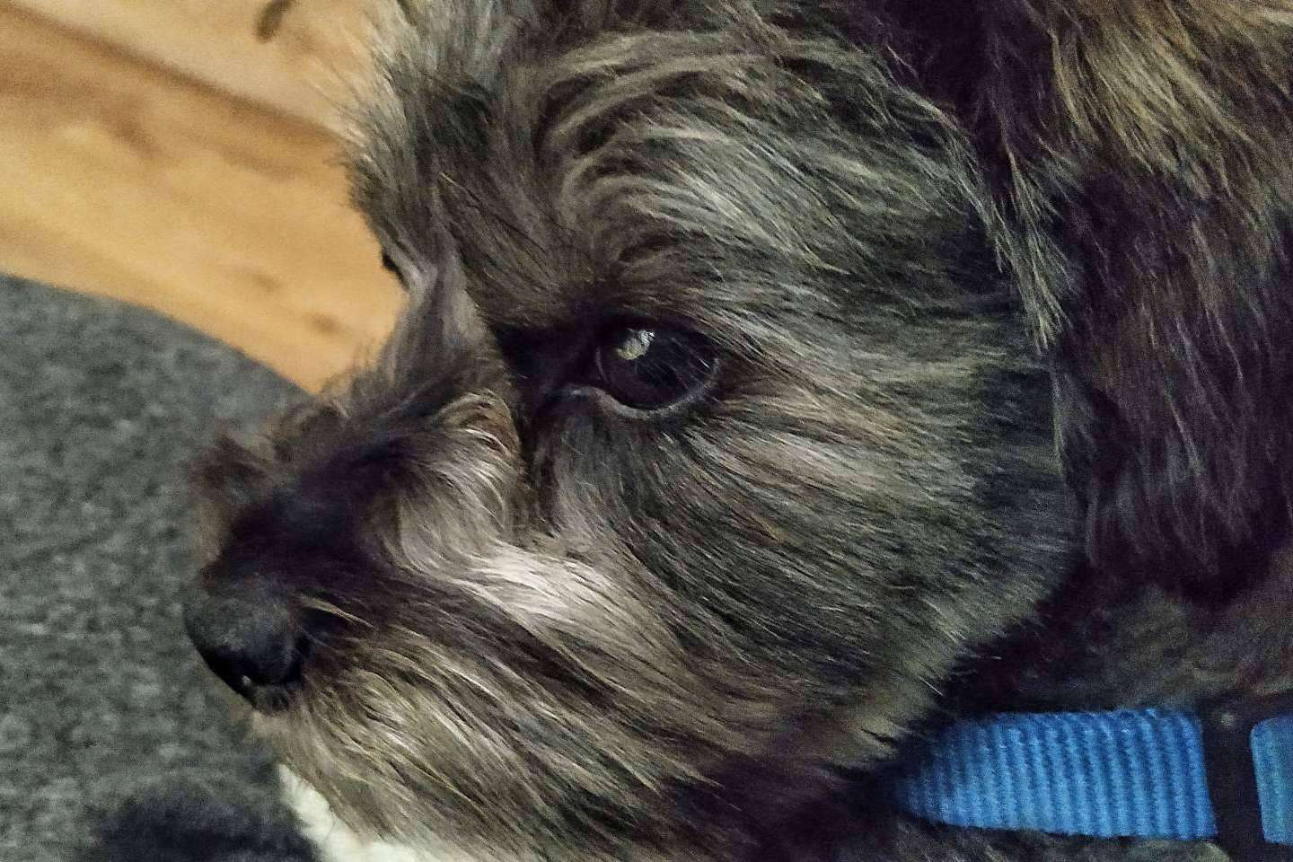 ¿Cómo tratar la ansiedad en perros por separación?, por Asociación Española de Perros de Apoyo