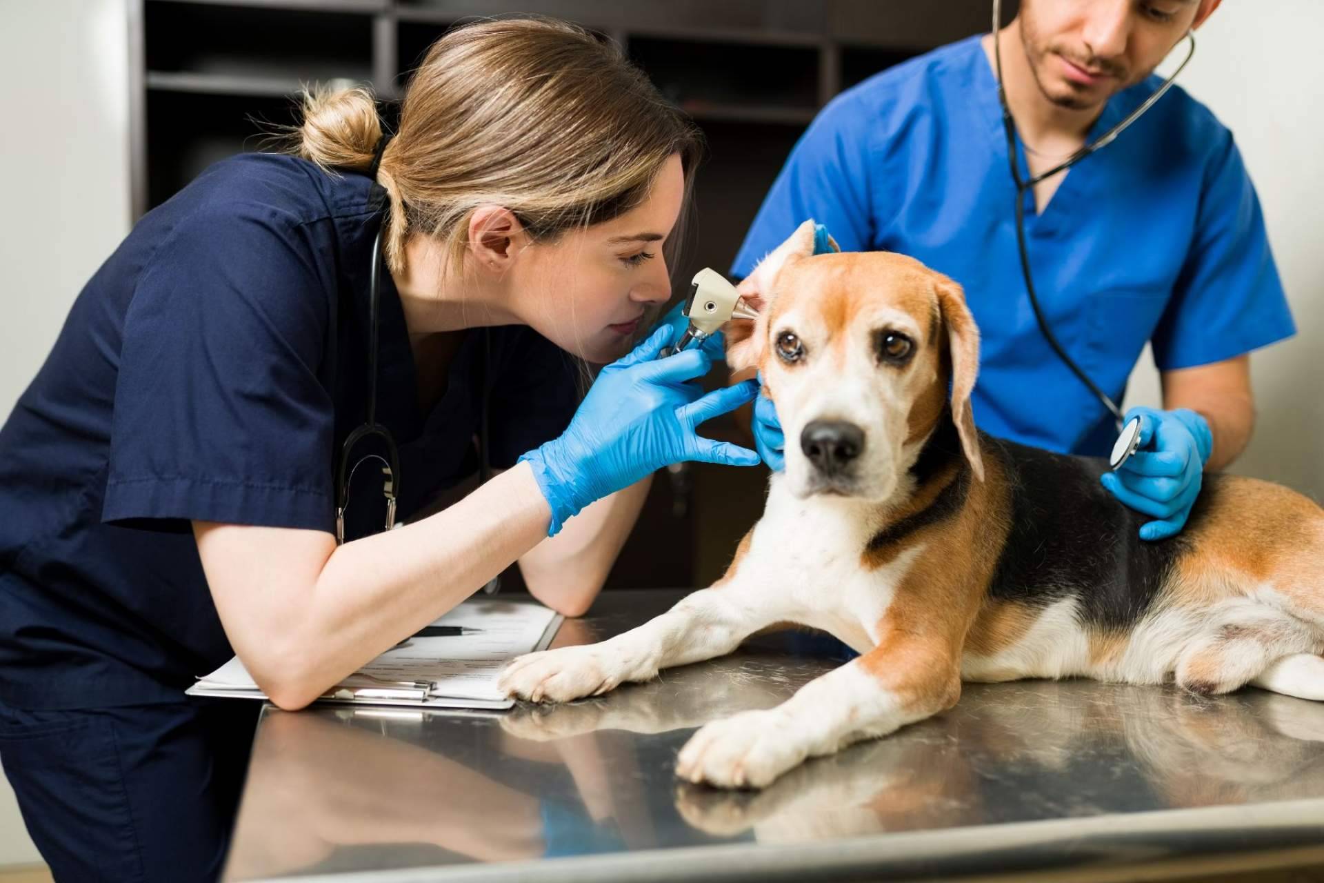 Aspectos que cubre el seguro veterinario de Barkibu