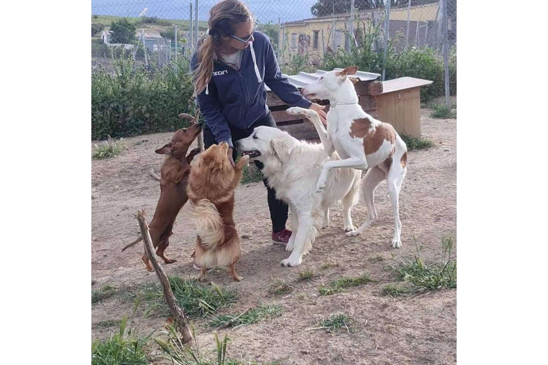 La guardería de día PERROBUENO en Madrid ofrece la oportunidad de ir de vacaciones para perros