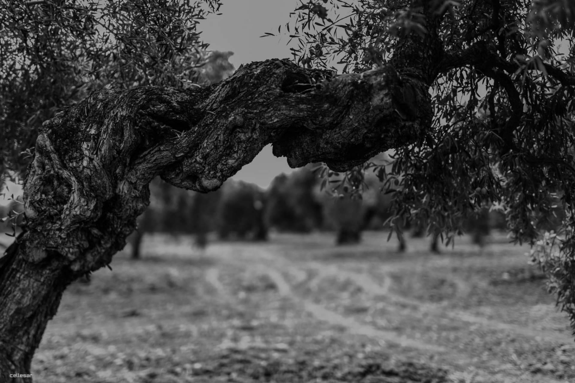 Aceites La Matilla es una marca de referencia que produce aceite de oliva virgen extra gourmet