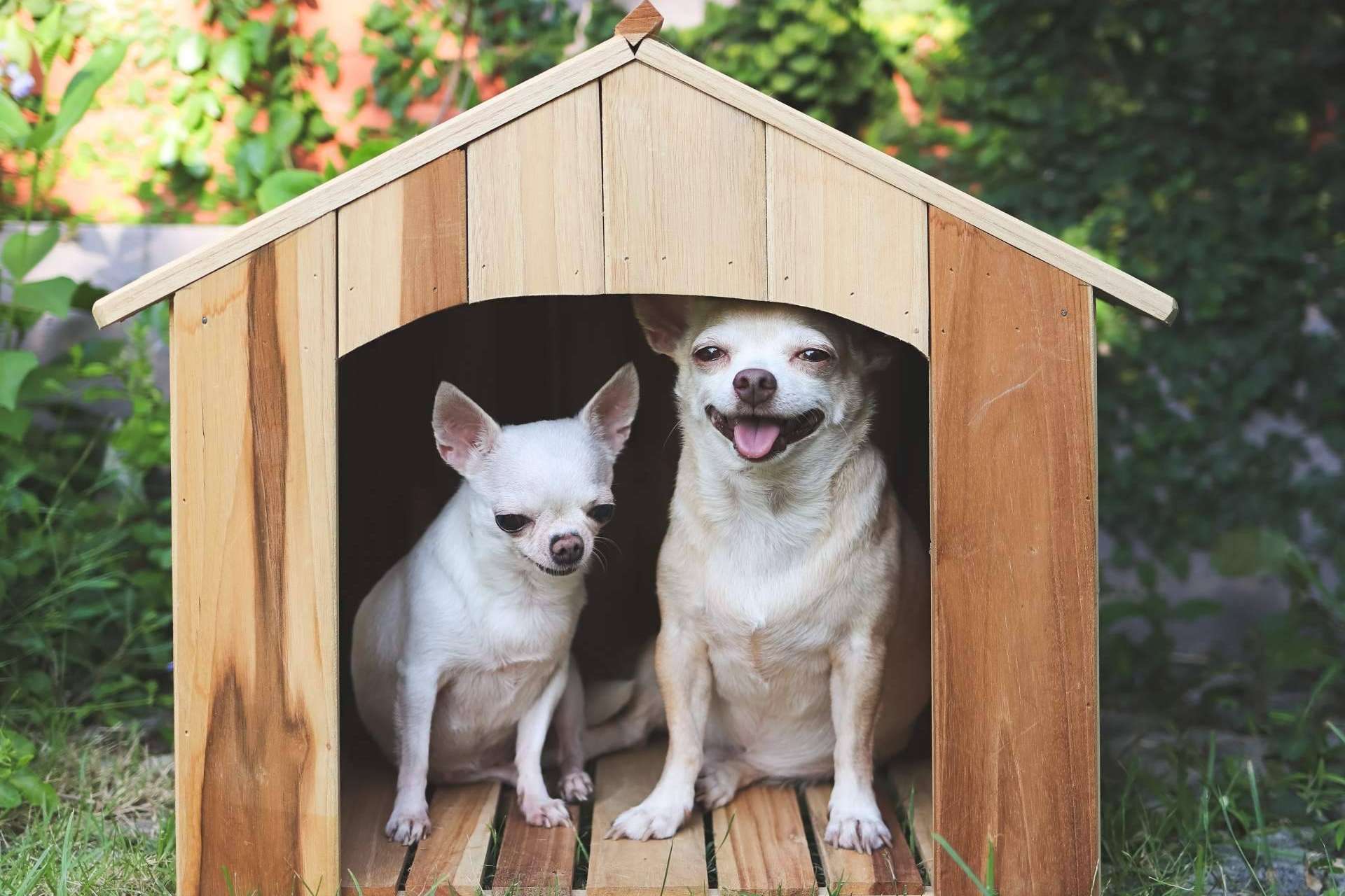 Cachorros del Valle explica algunas características sobre los chihuahuas