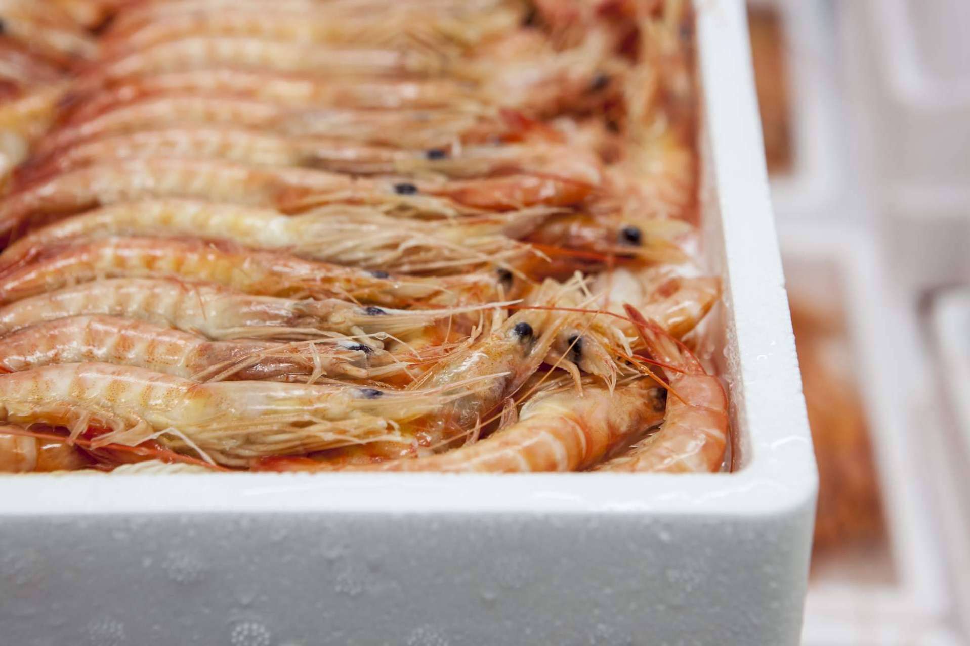 Pescado de calidad y marisco congelado, importado de la mano de Mariscos Apolo