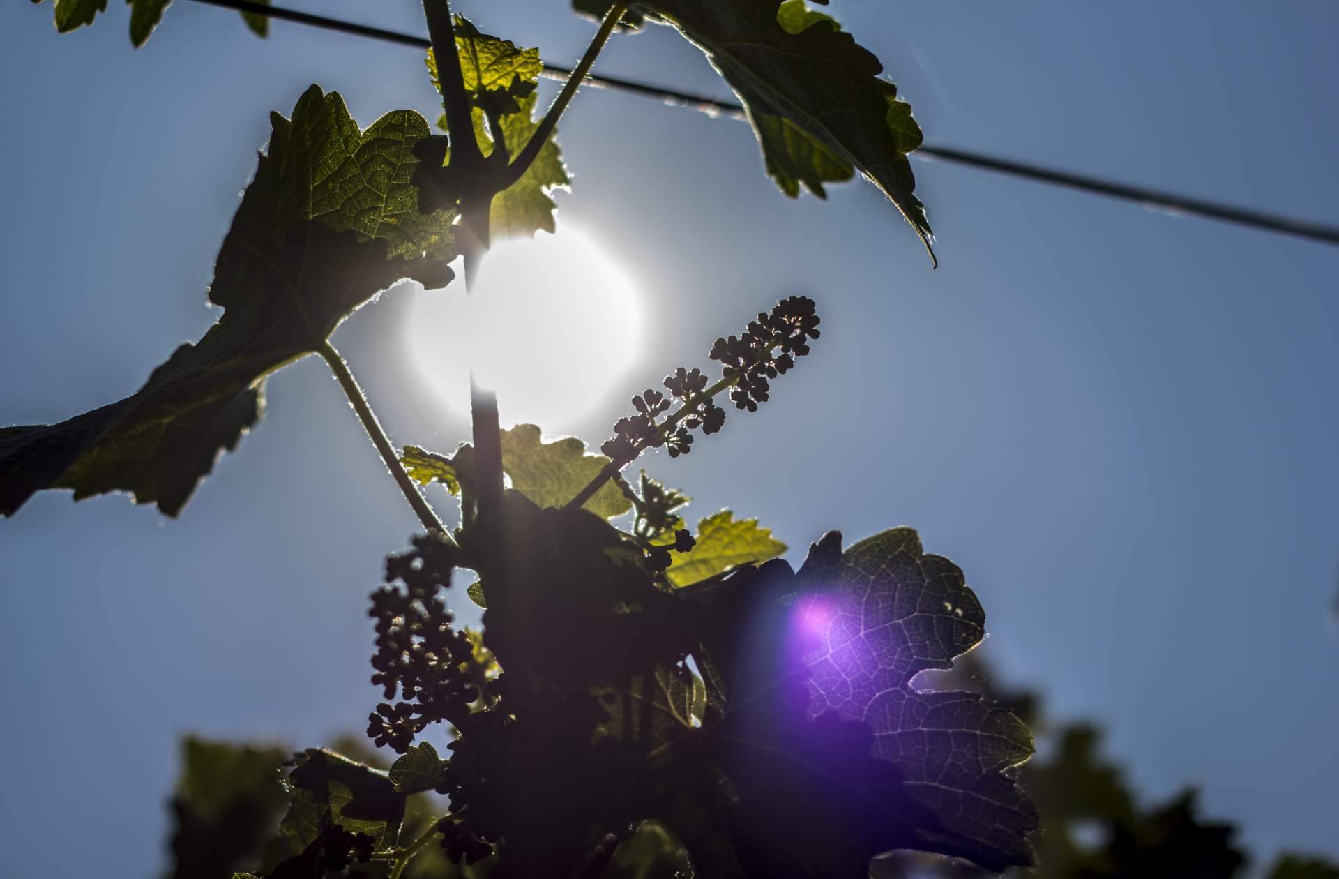 Barcolobo, los 5 vinos de reserva natural que no pueden faltar en la mesa