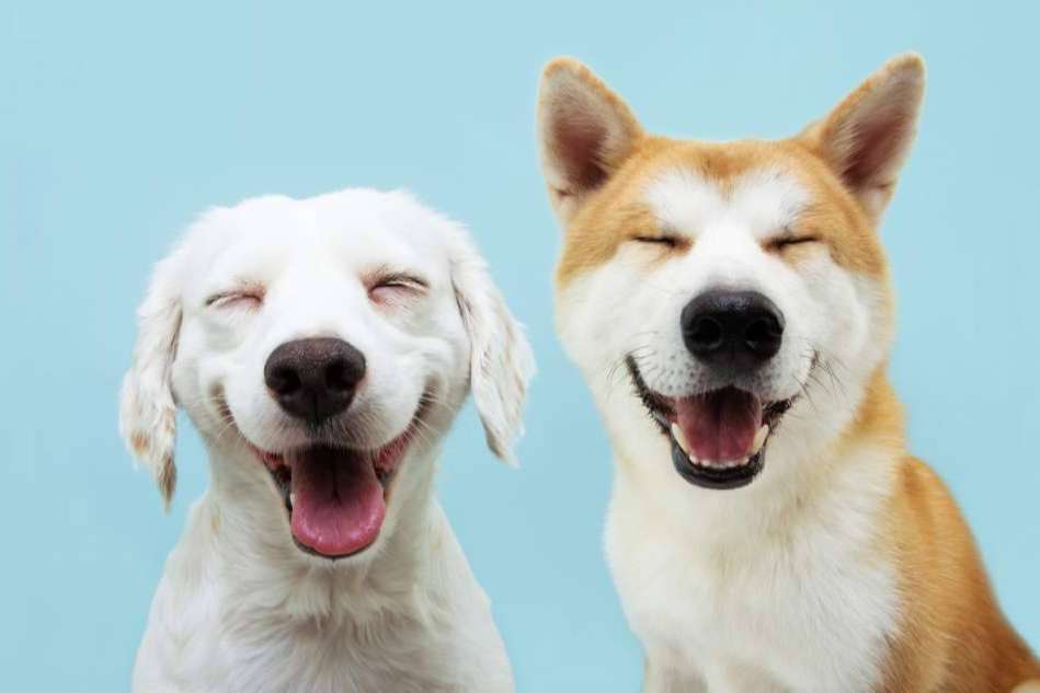 ¿Por qué es importante la higiene de mascotas?, por Pelitos Peluquería Canina