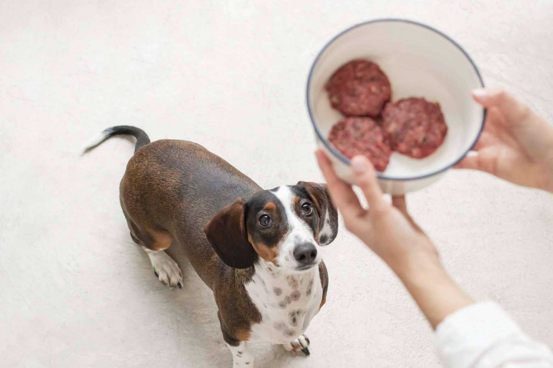 La startup española Wild Balance acaba de aterrizar en Dubái con su apuesta por la alimentación natural para mascotas