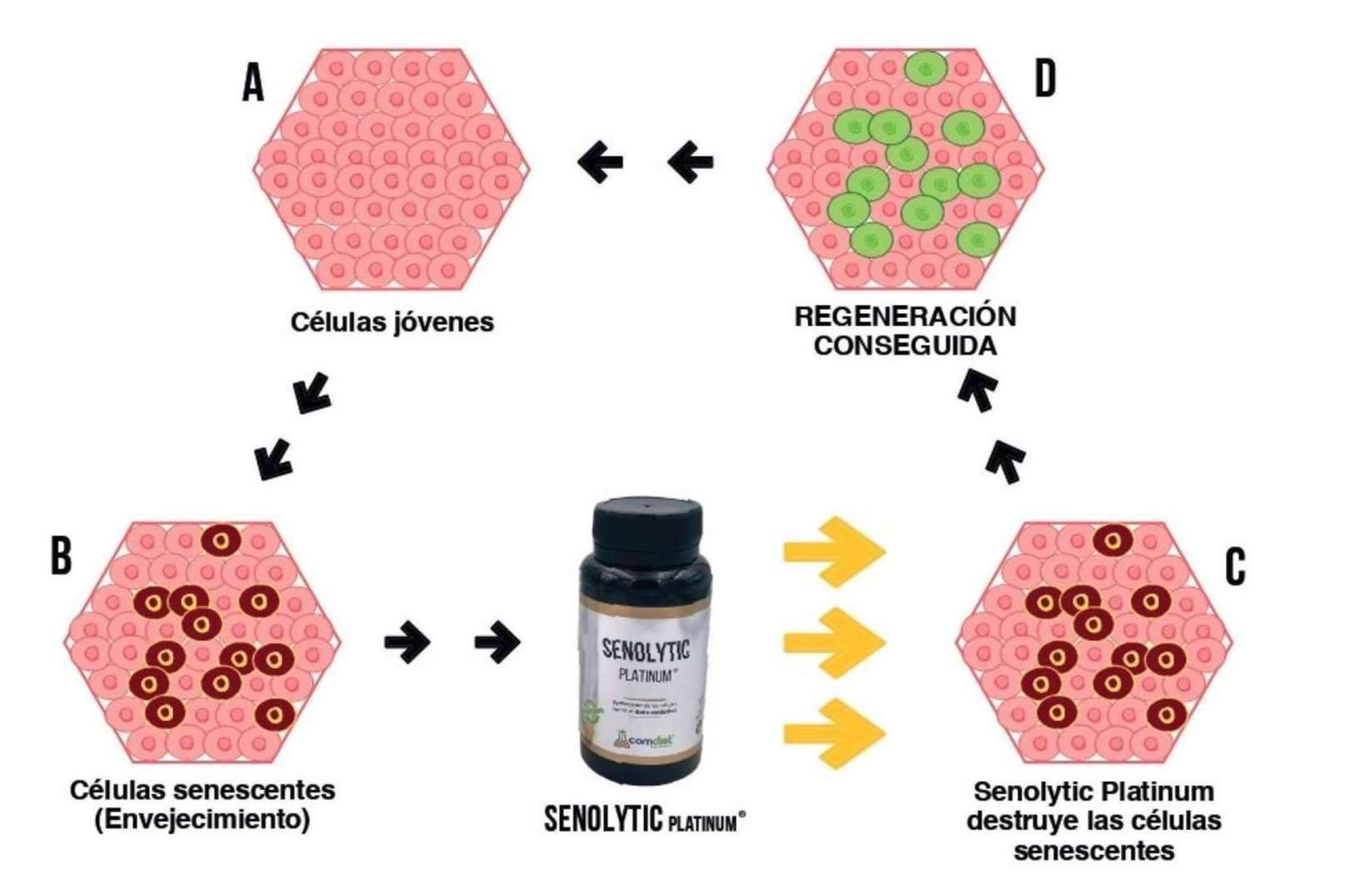 Prevenir el envejecimiento con Senolytic Platinum, de Comdiet Roig Laboratorios