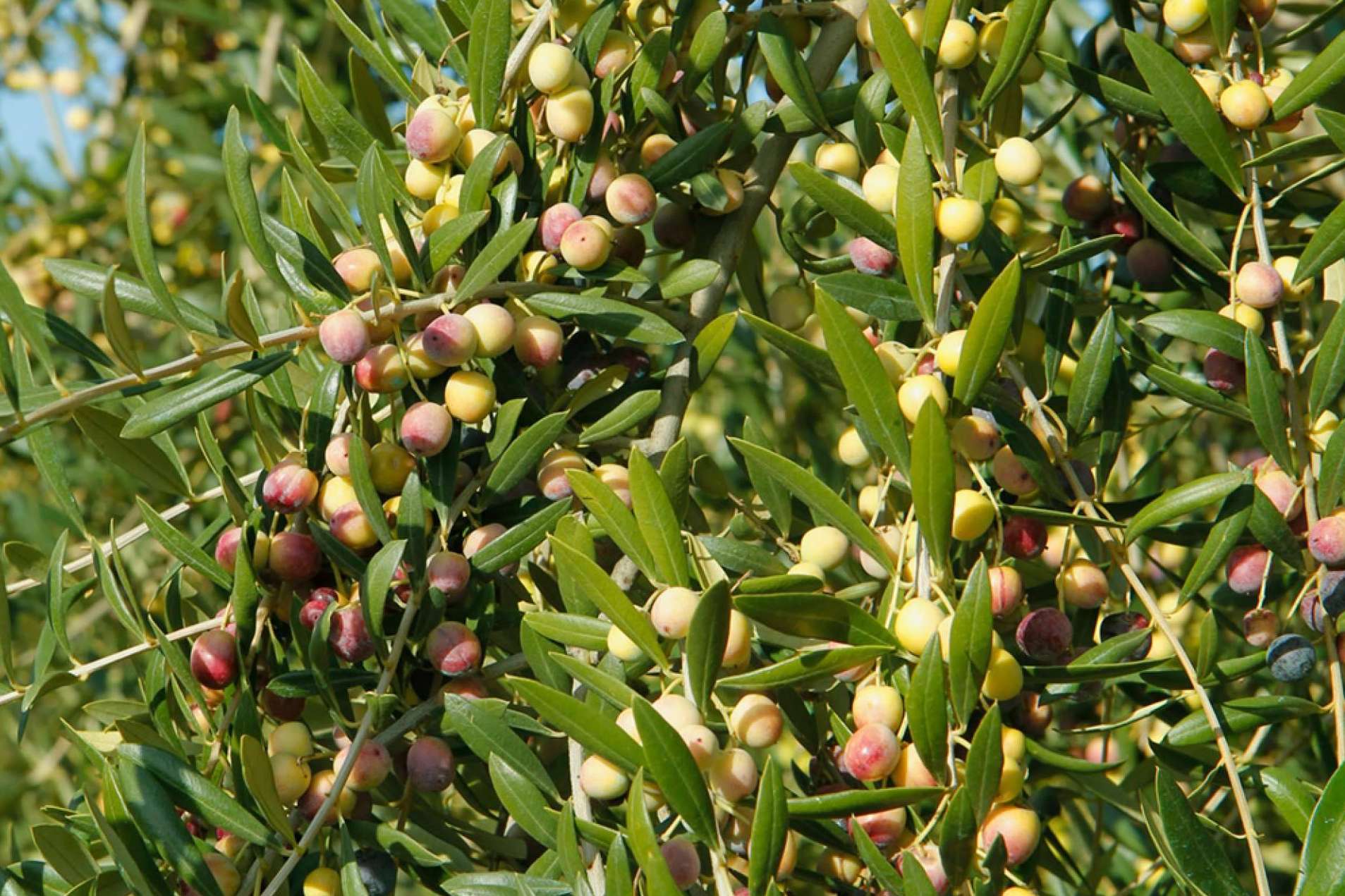 Las aceitunas arbequinas y la salud