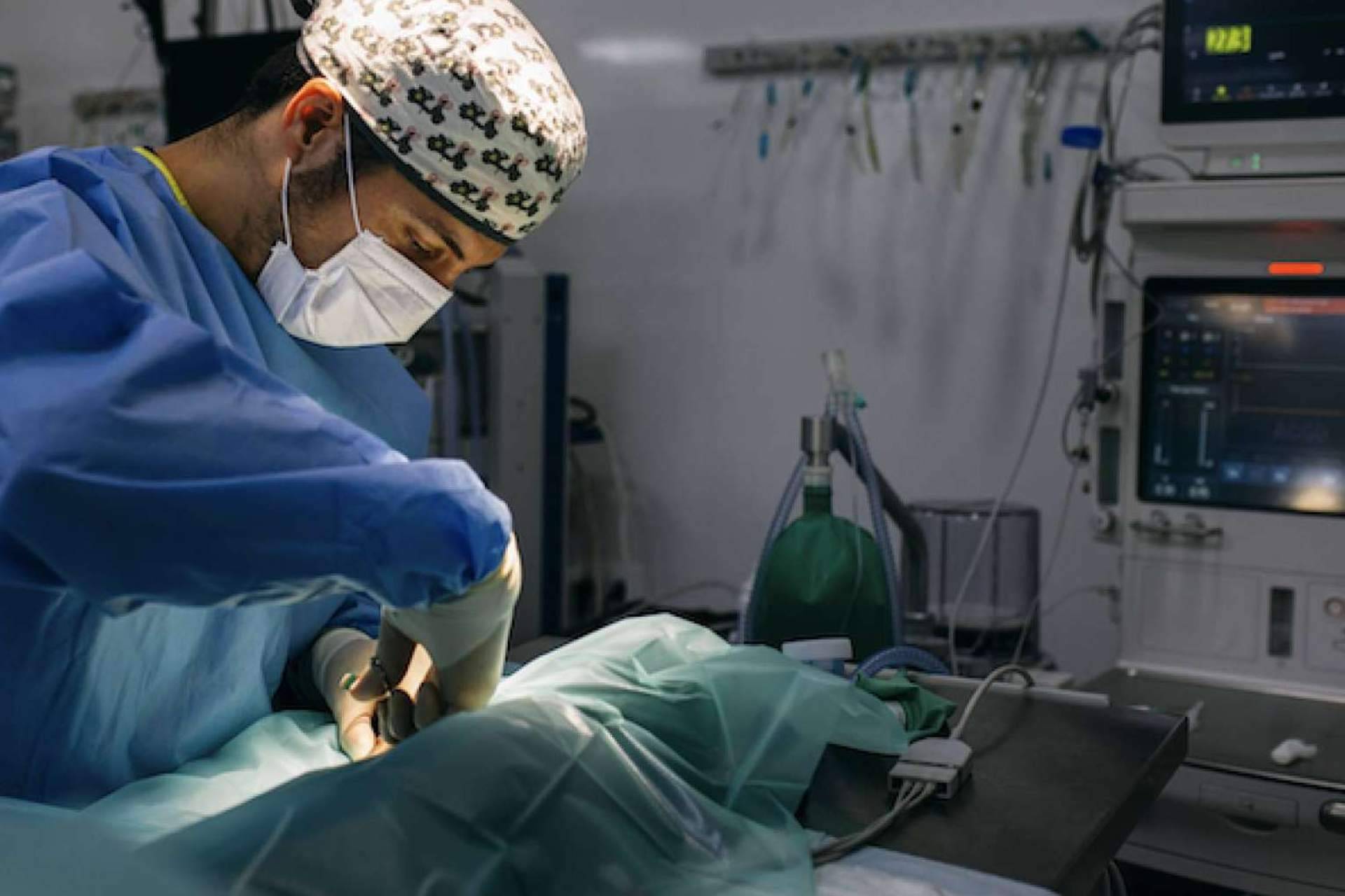 La campaña de esterilización organizada por el Hospital Veterinario Privet en la comunidad de Madrid