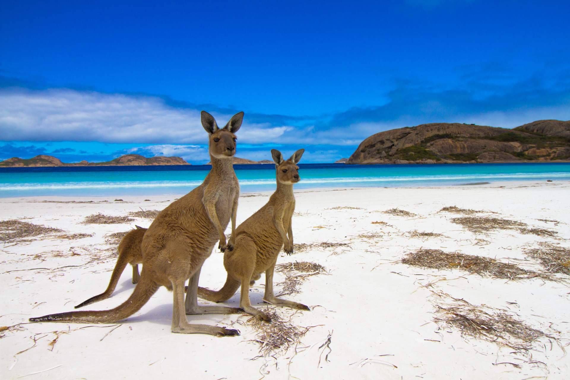 Asesoría para obtener la visa en Australia o encontrar el curso indicado para estudiar allí con Australia Study