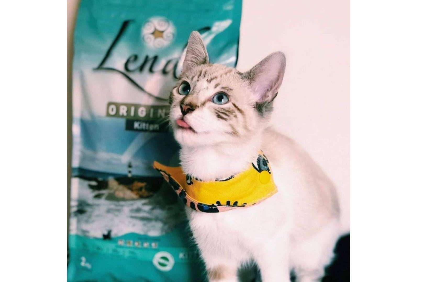 Lenda ofrece Lenda Kitten, para cuidar de la salud de los gatos
