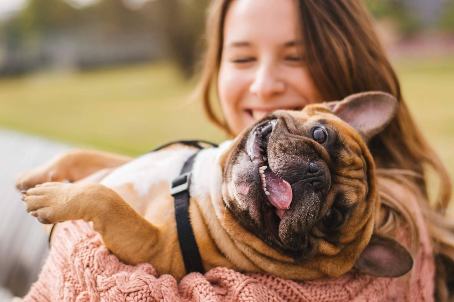 Buscador de tiendas de mascotas para adoptar animales, La Central del Cachorro