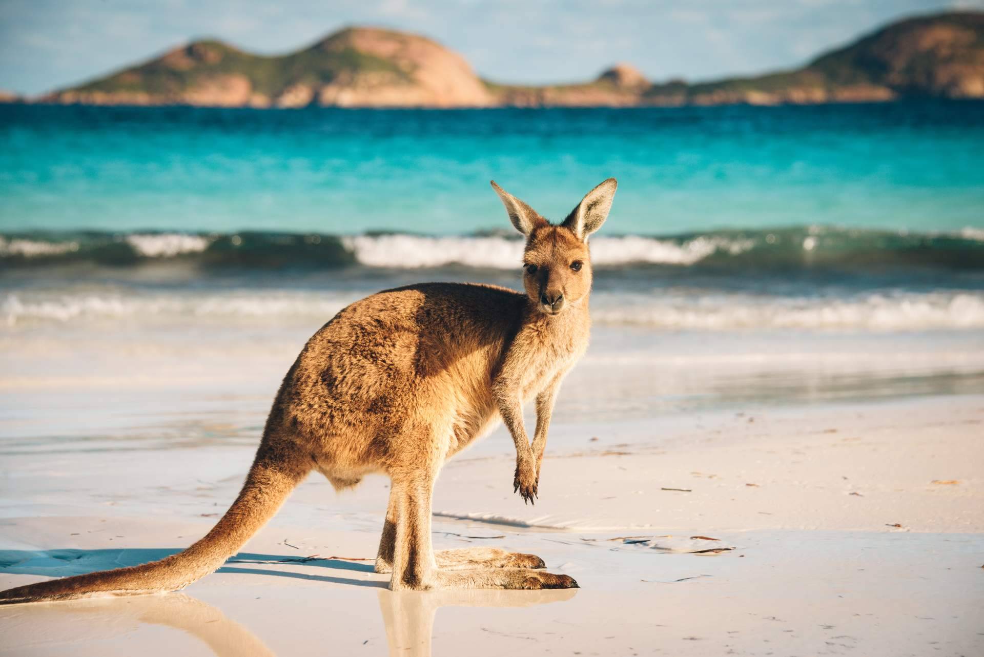 Encontrar becas y promociones disponibles para estudiar en el extranjero con Australia Study