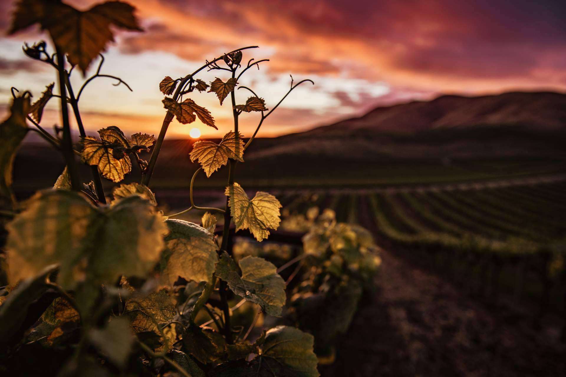La contribución de la tecnología para aumentar la calidad de los vinos