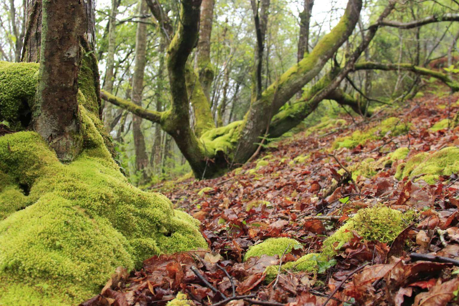 Por qué visitar Asturias y alojarse en el Hotel Rural MonteSomao