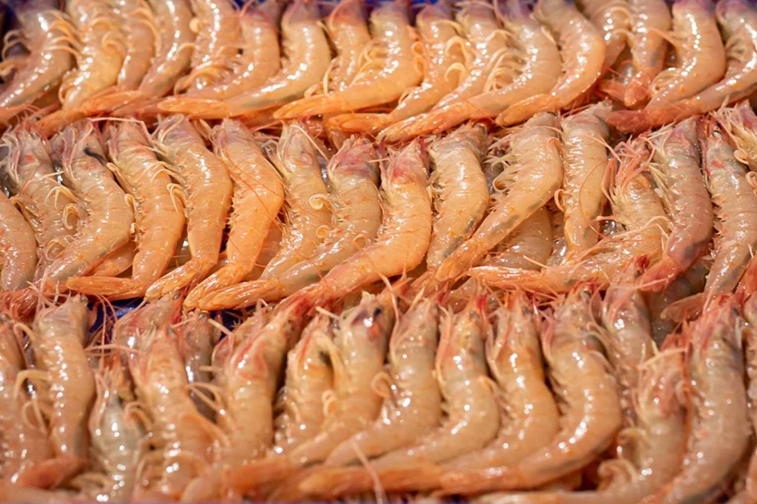 Los aspectos que diferencian a la gamba blanca de Huelva, por Lonja de Ayamonte