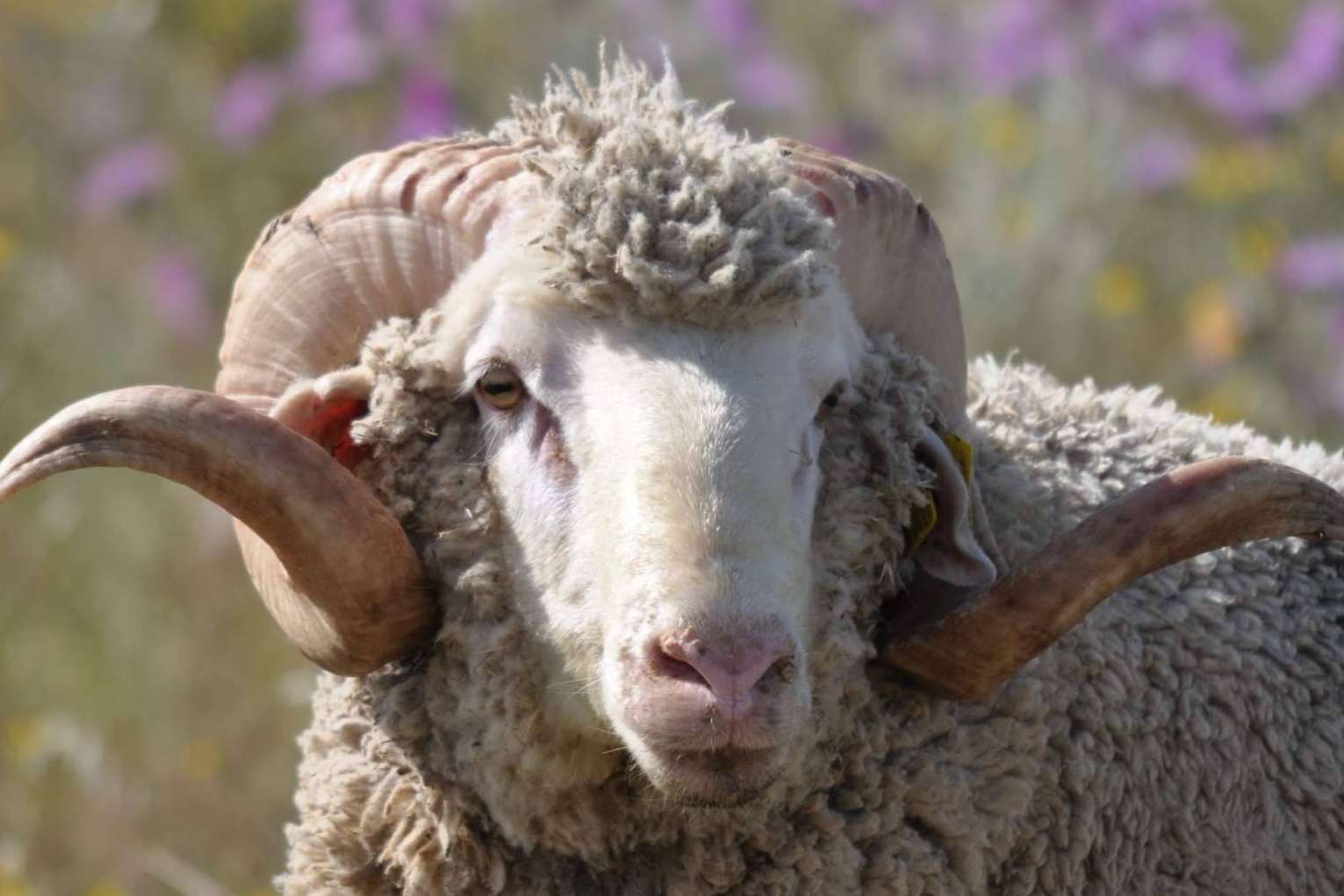 Las ovejas de raza Merina ¿Qué las hace tan especiales?