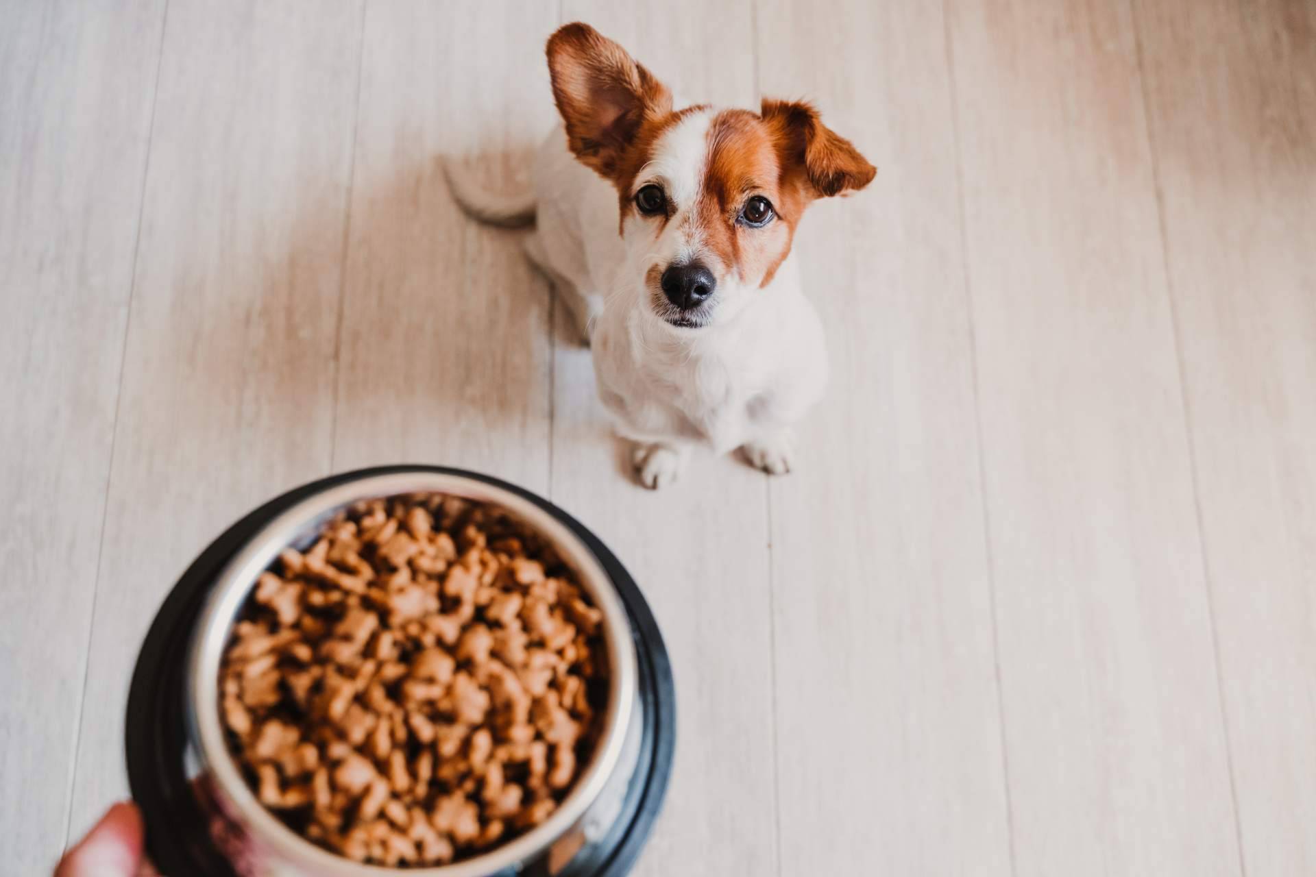 Contribuir al bienestar de las mascotas con snacks naturales