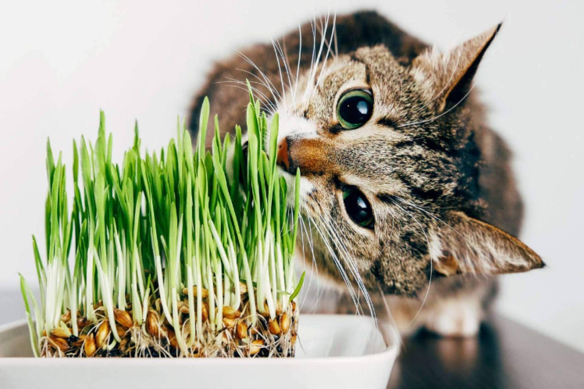 ¿Qué hacer ante las plantas tóxicas para gatos (incluso en Navidad)?