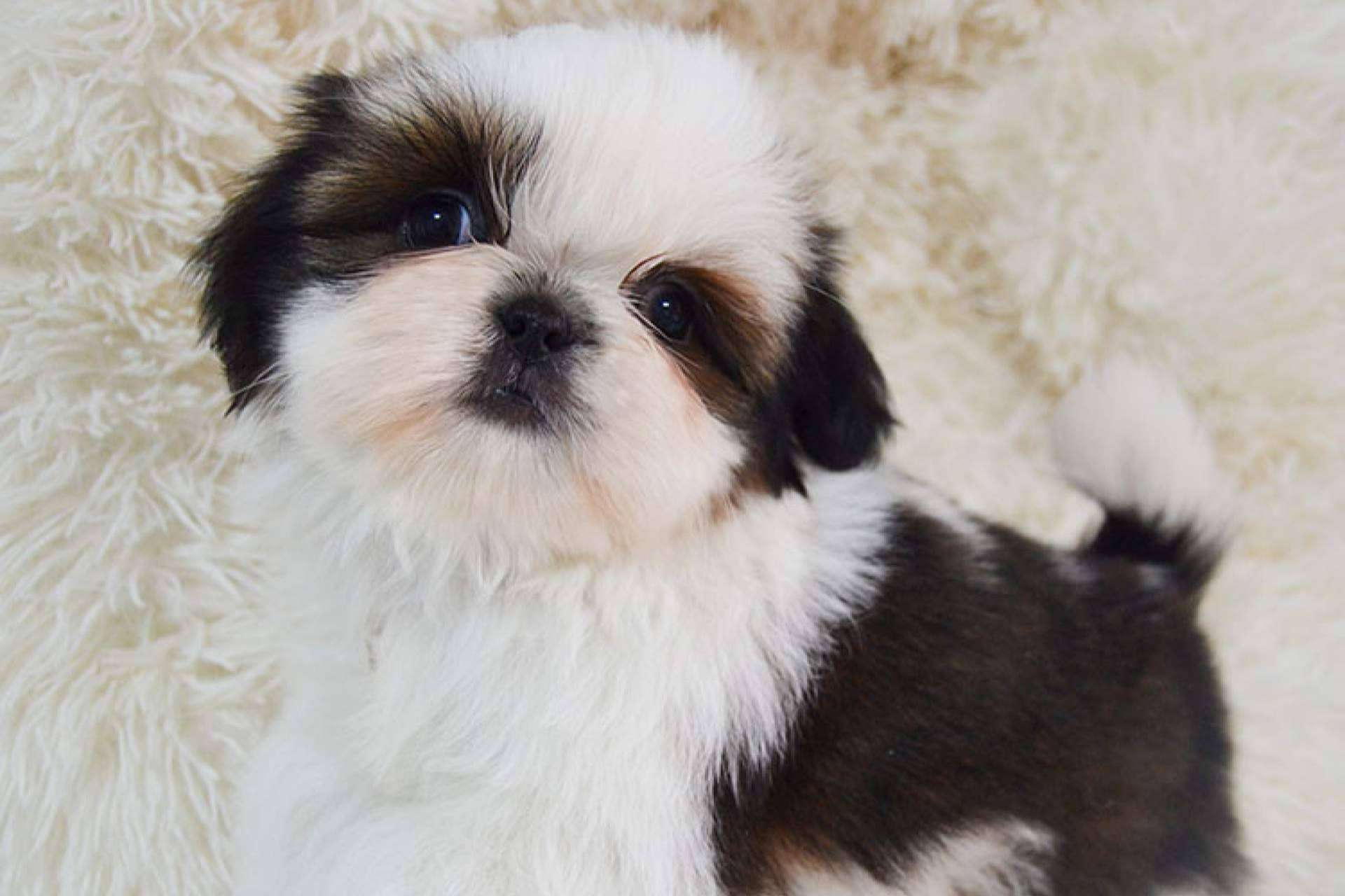 Gallumar da recomendaciones para la salud, higiene y peluquería de los cachorros shih tzu