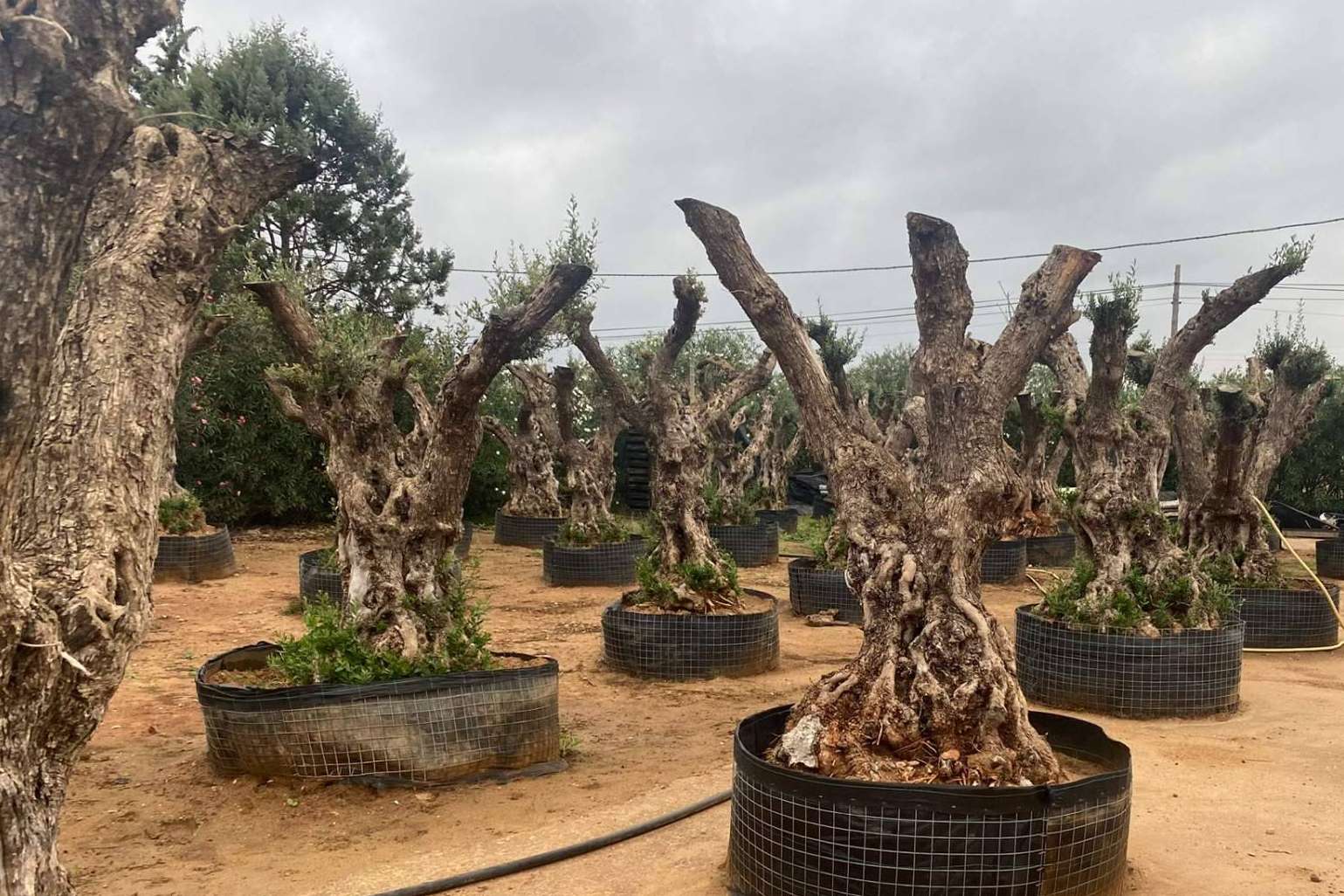Venta de olivos centenarios y milenarios de la mano de la firma especializada Olivos Extremadura