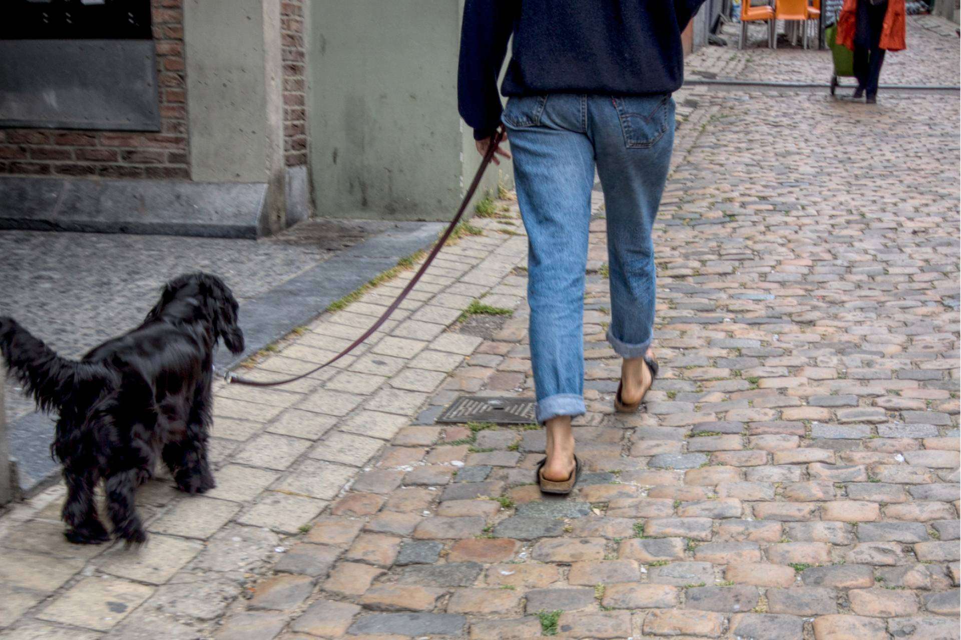 Mascozyme® Urban Cleaner es la solución a la contaminación ambiental por excrementos y orines de perros y gatos