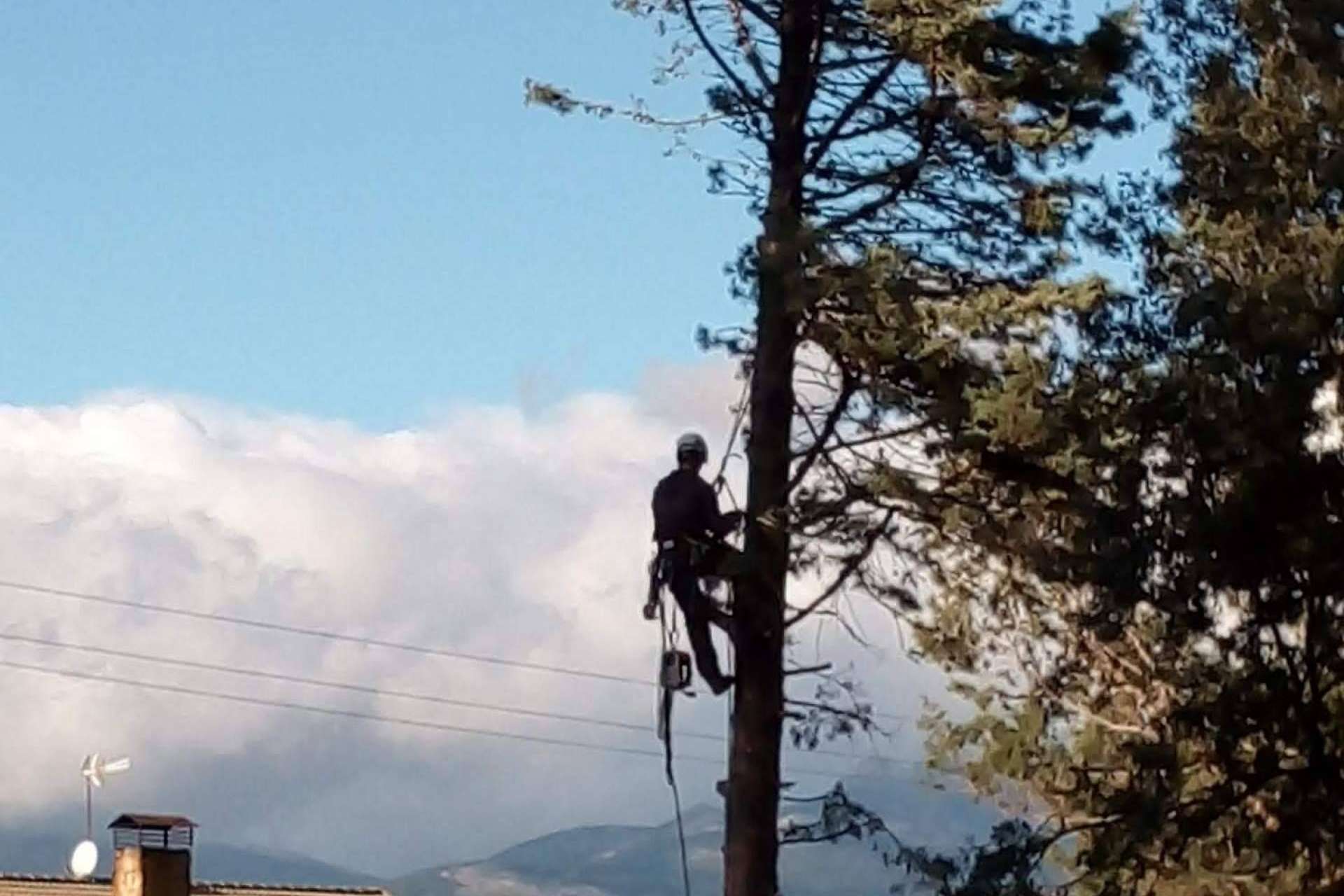 Talas de Árboles ofrece todo el cuidado de un árbol, desde que nace hasta que muere, con su servicio completo de poda y tala