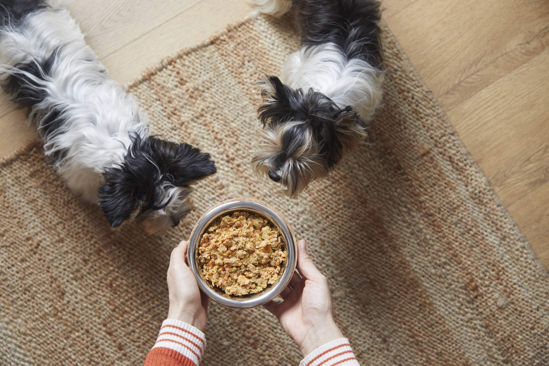 Beneficios de la comida natural para perros
