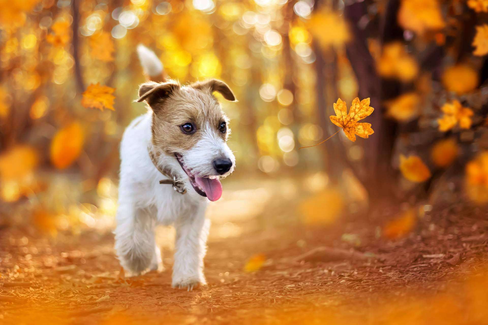 Adiestramiento para cachorros de la mano de Cachorros del Valle