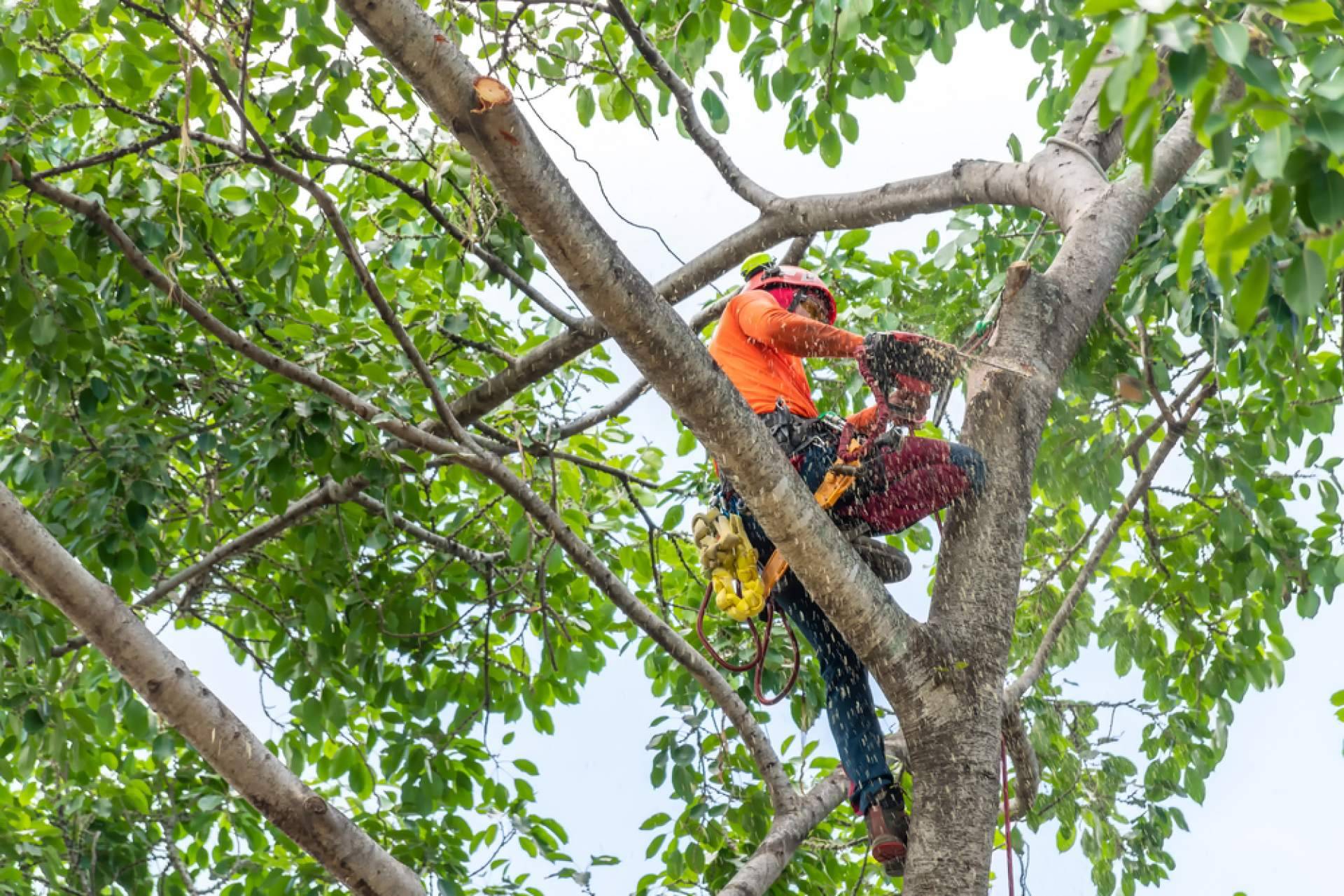 Tala de árboles, poda de palmeras y mantenimiento de jardines, con Podarama